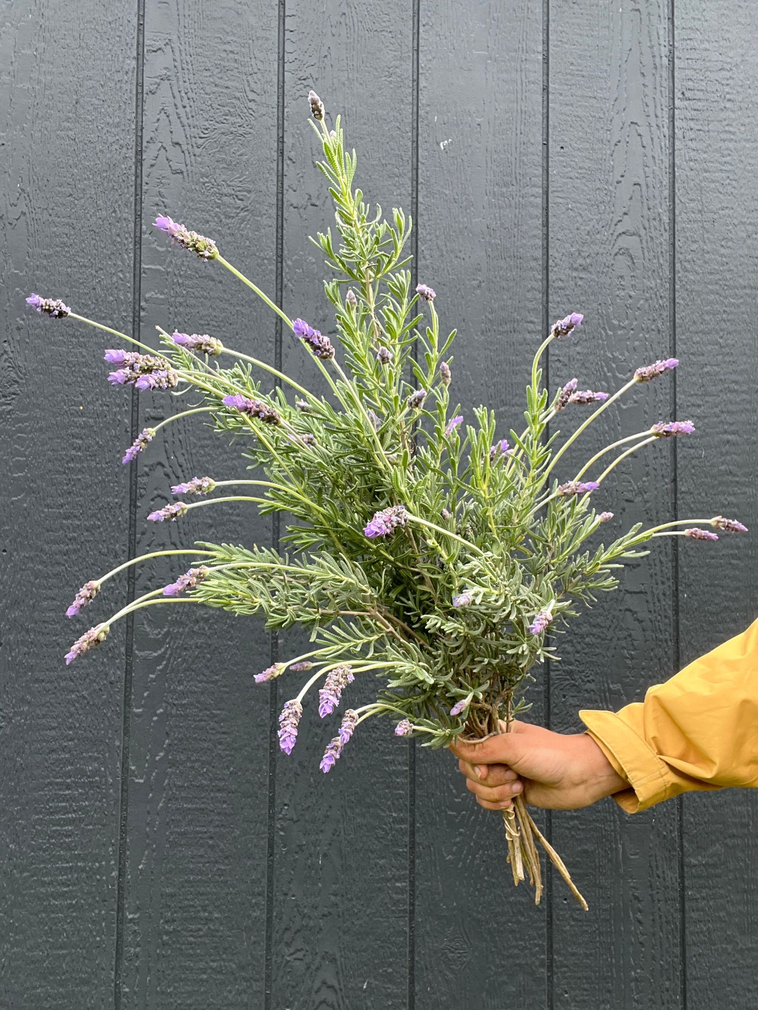 LAVANDULA