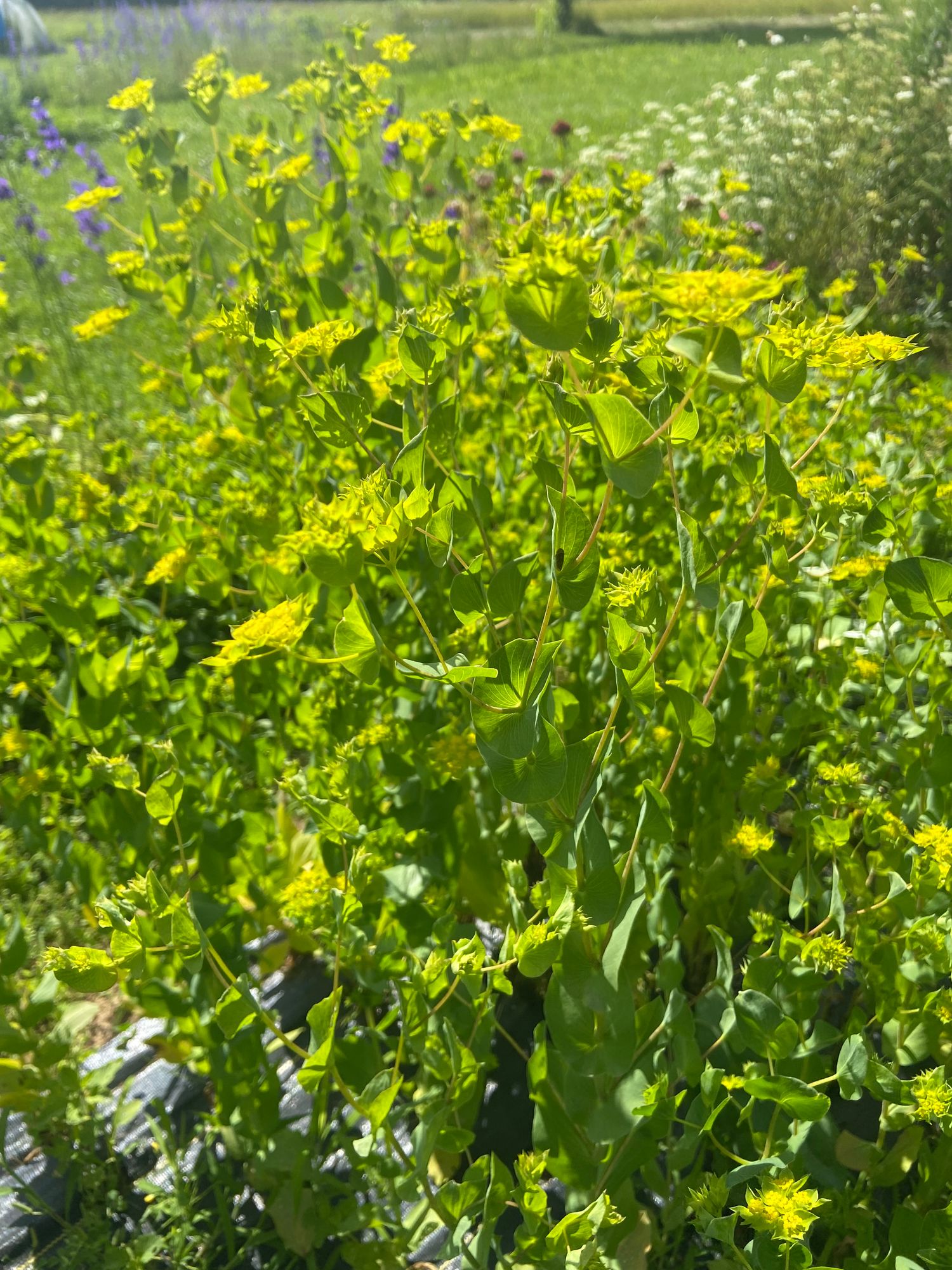 BUPLEURUM fruticosum