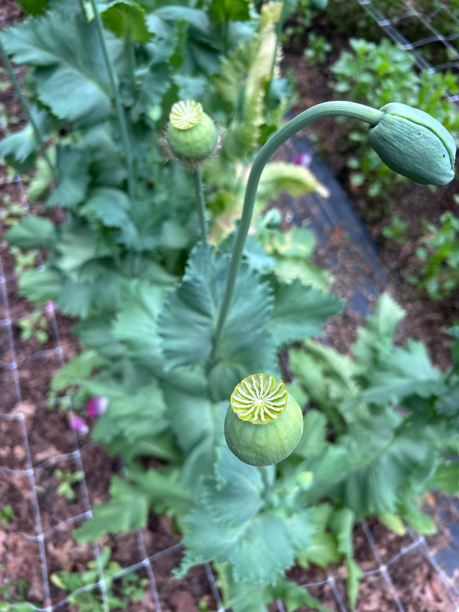 PAPAVER somniferum