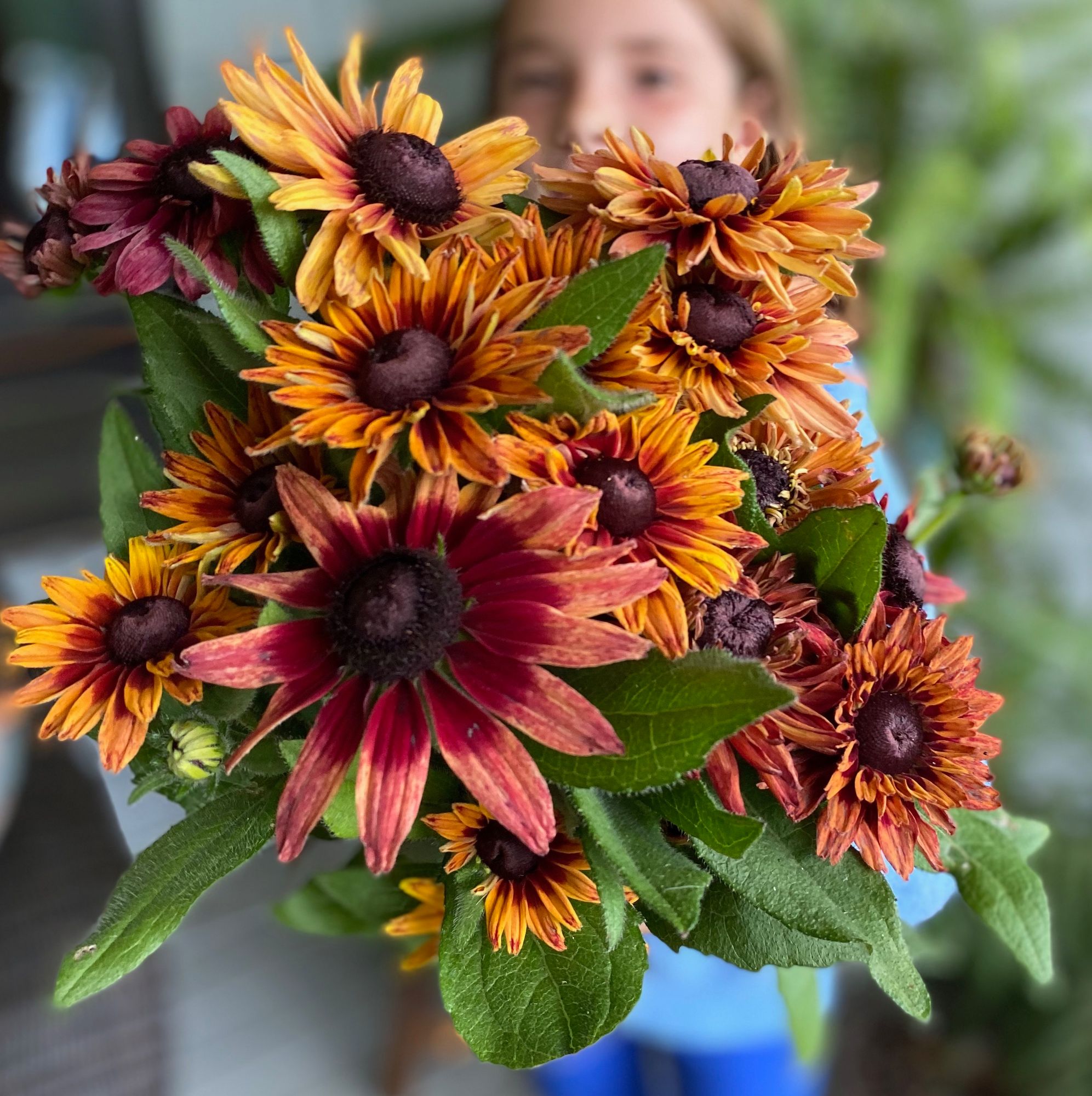 RUDBECKIA hirta Sahara