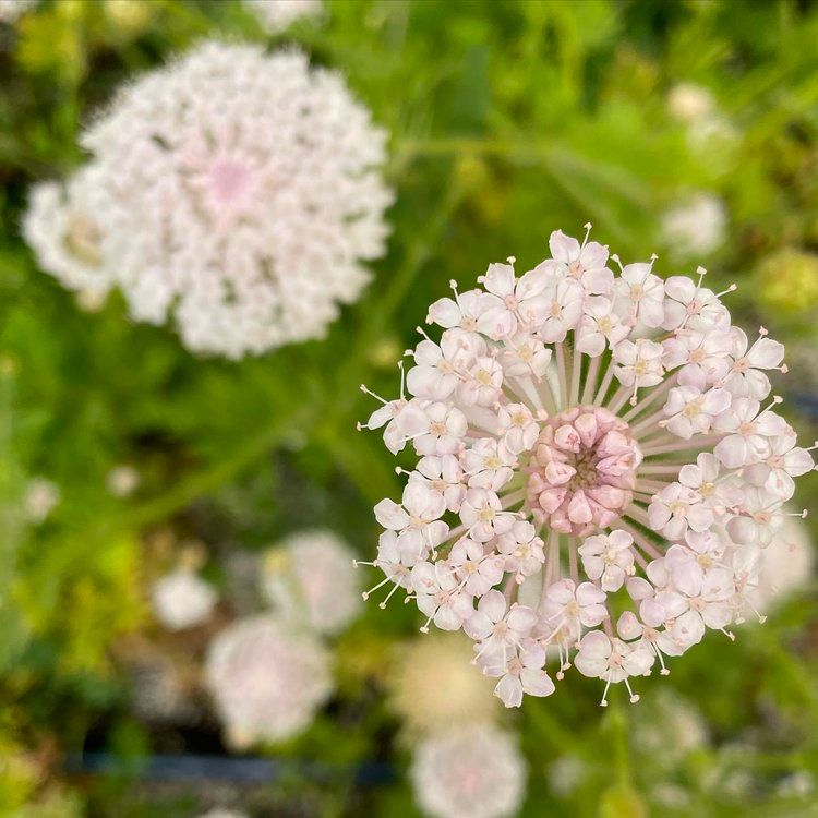 TRACHYMENE coerulea