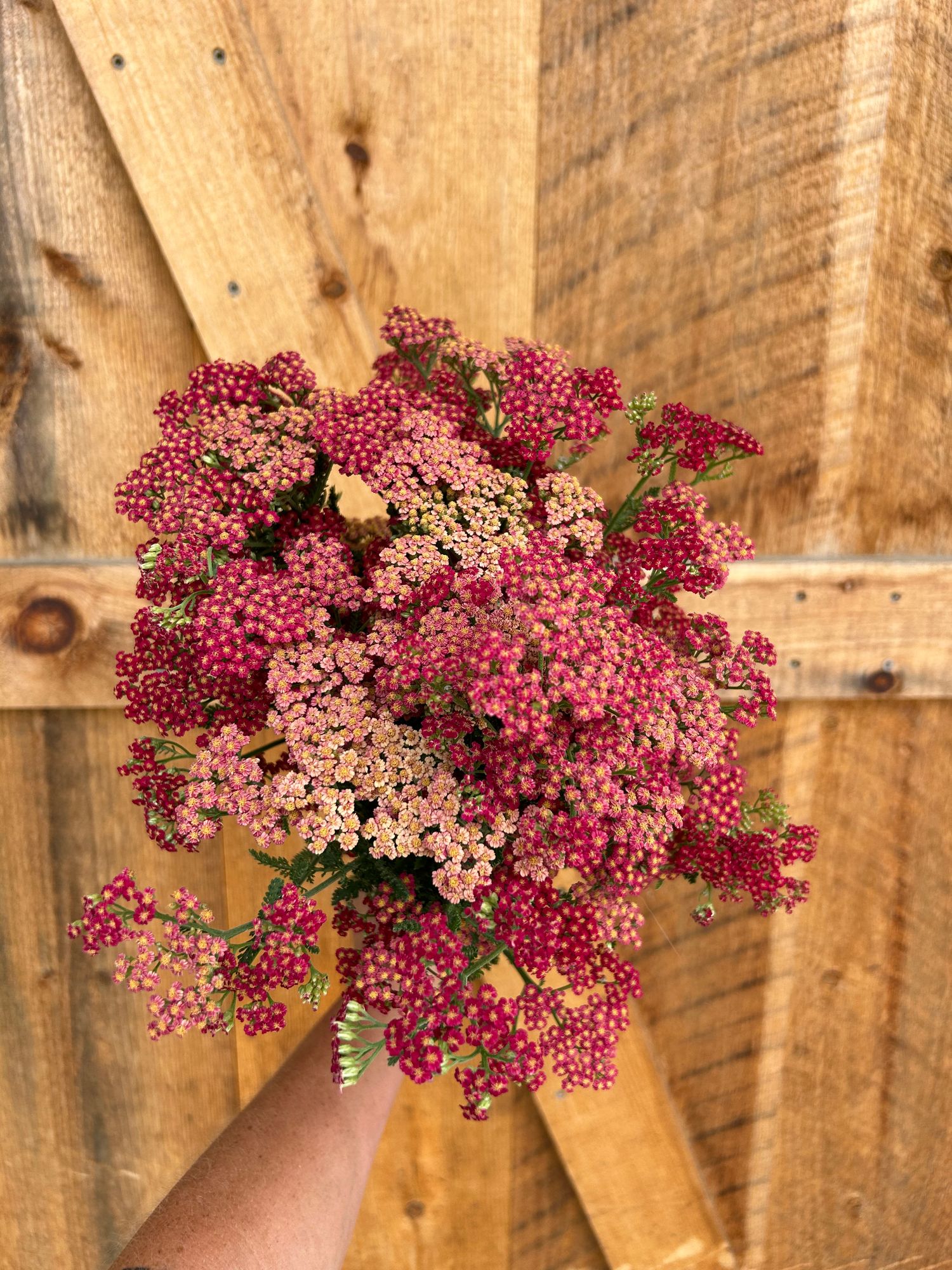 ACHILLEA millefolium