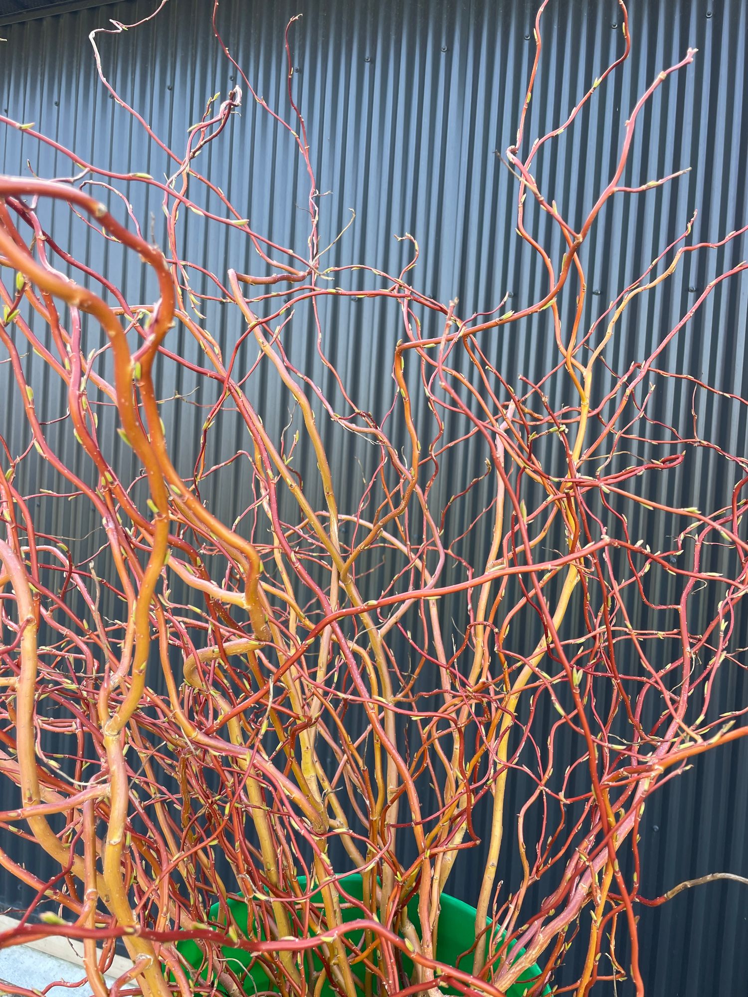 SALIX matsudana var. tortuosa