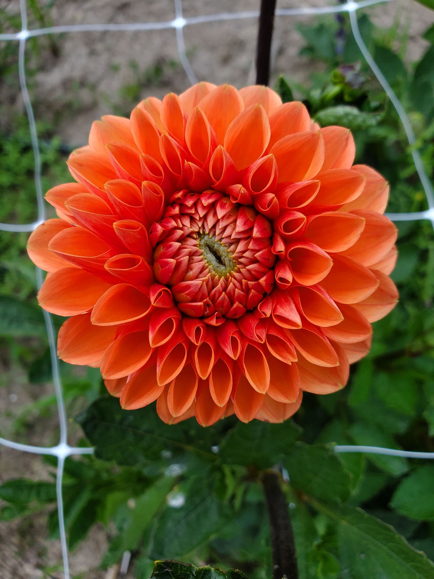 DAHLIA Decorative
