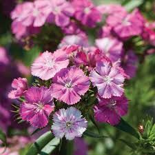 DIANTHUS x barbatus Amazon Rose Magic