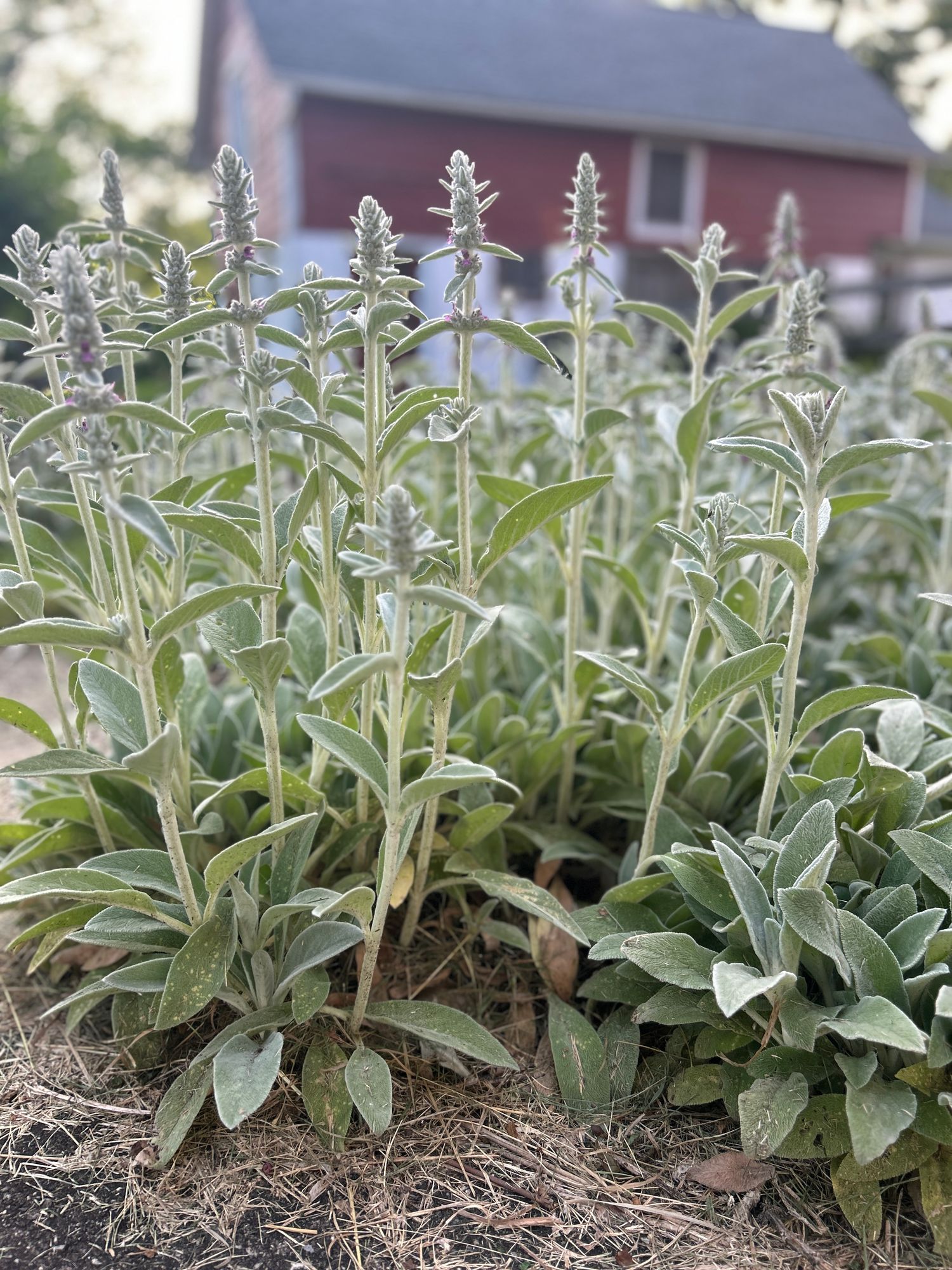 STACHYS byzantina