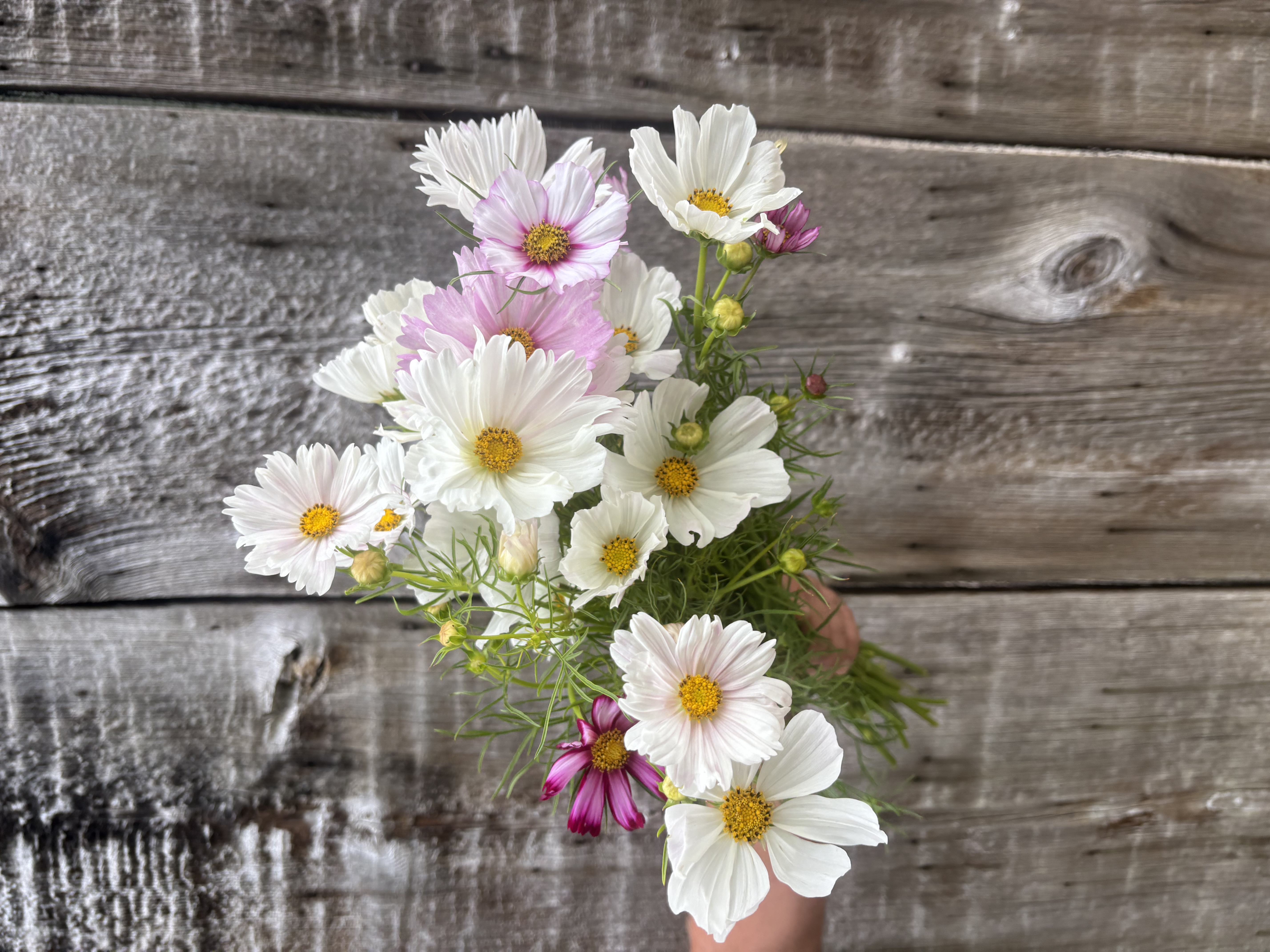 COSMOS bipinnatus Afternoon White