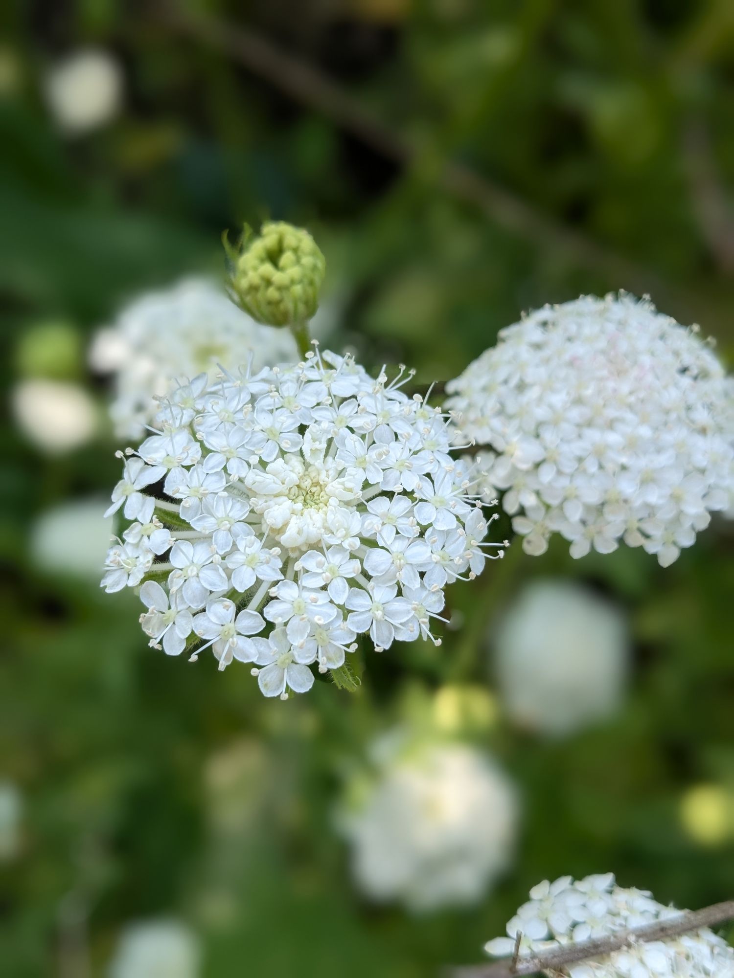 TRACHYMENE coeruleum Lacy White