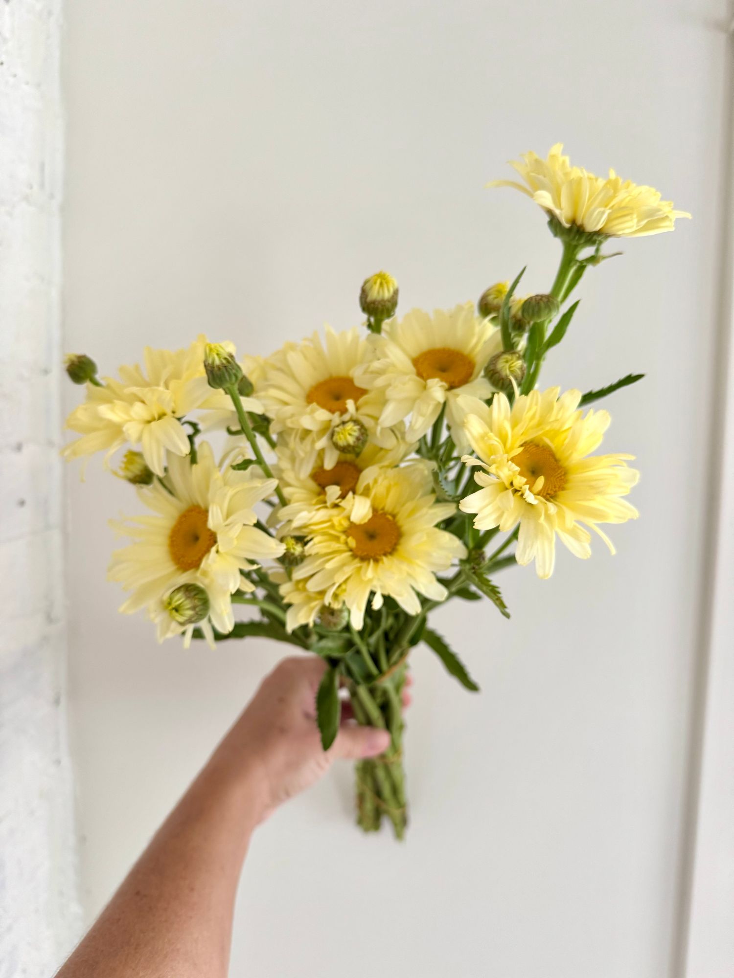 LEUCANTHEMUM x superbum