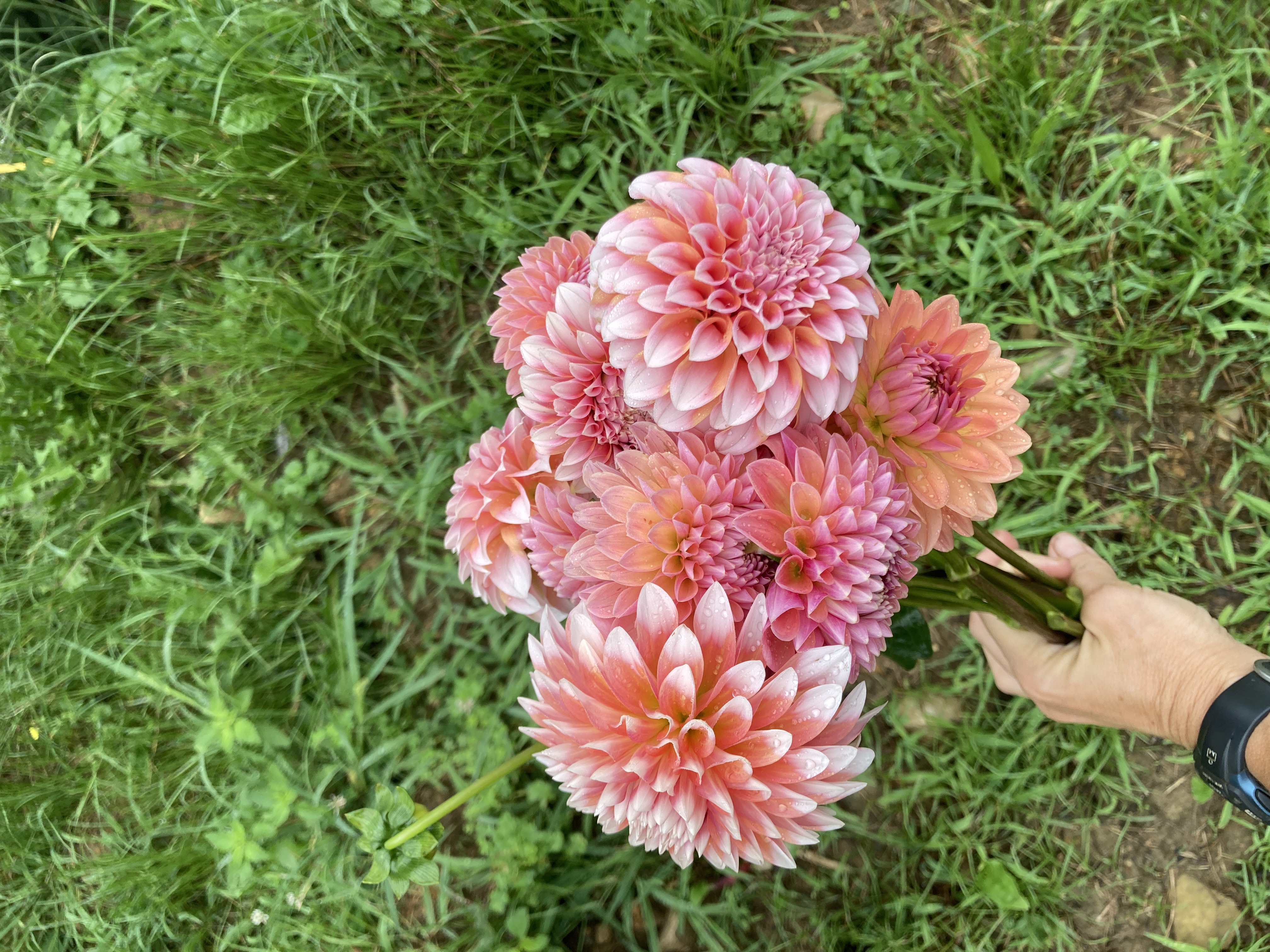 DAHLIA