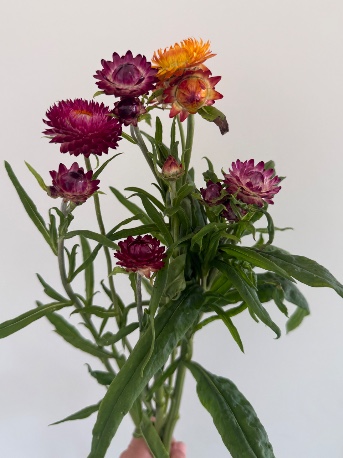 XEROCHRYSUM bracteatum
