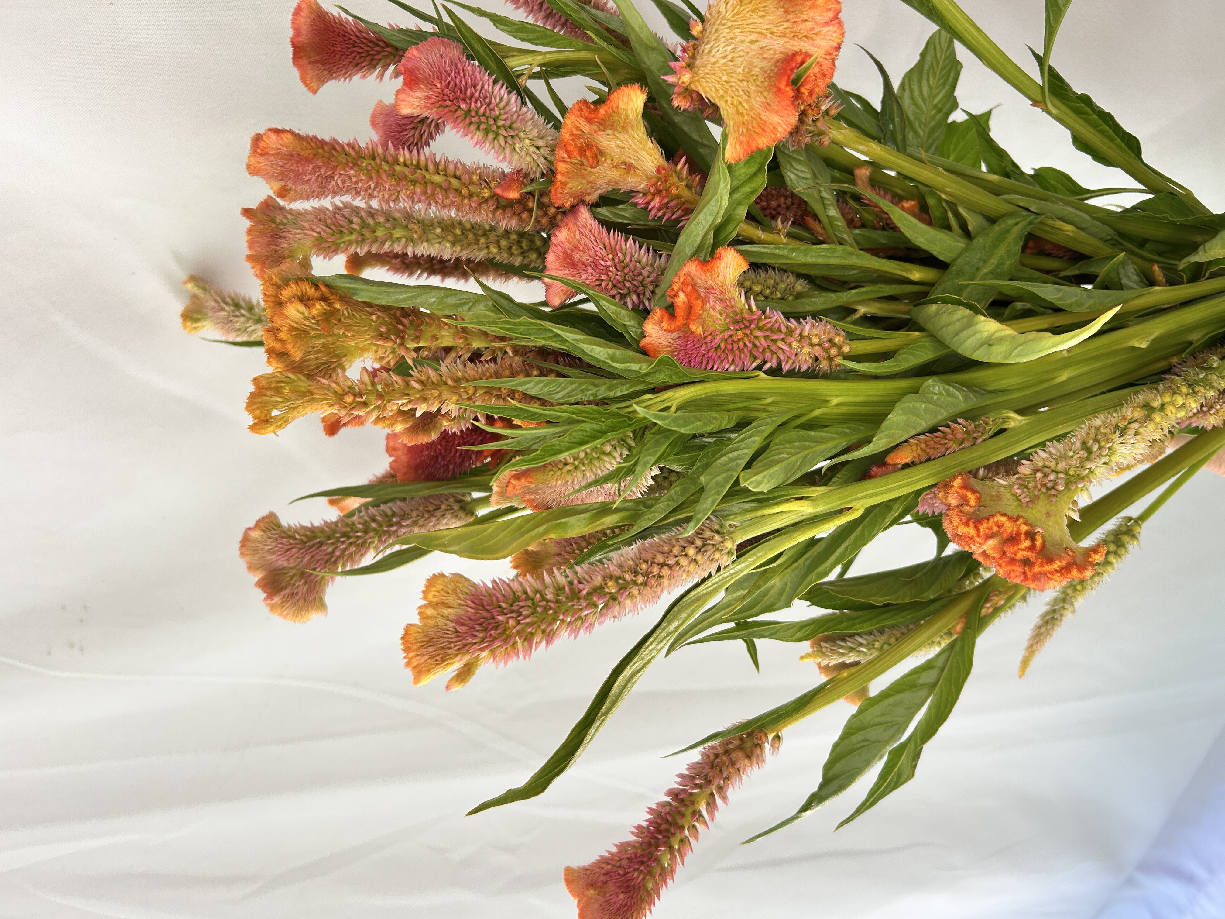 CELOSIA argentea var. plumosa Coral Reef