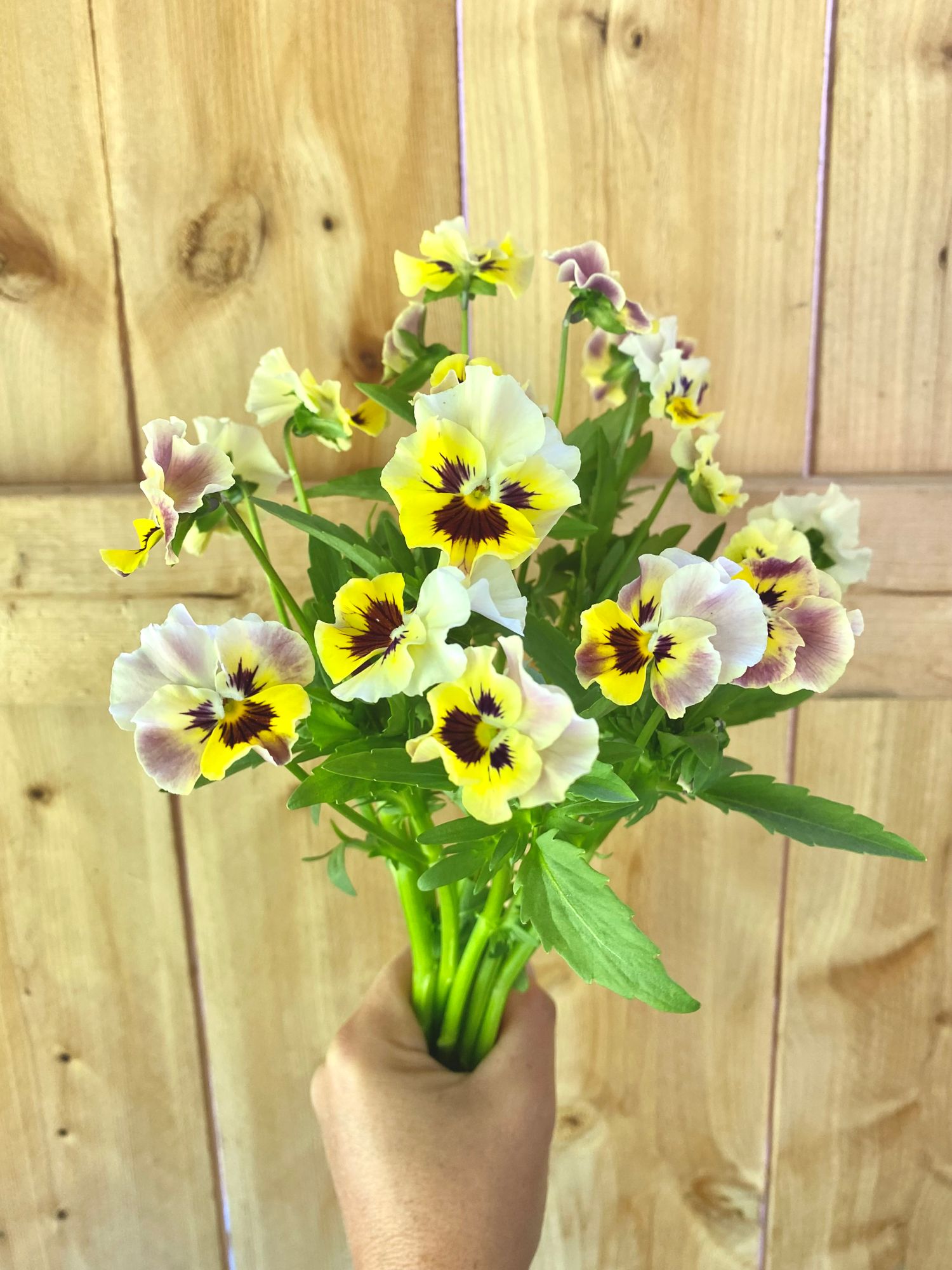 VIOLA x wittrockiana Frizzle Sizzle