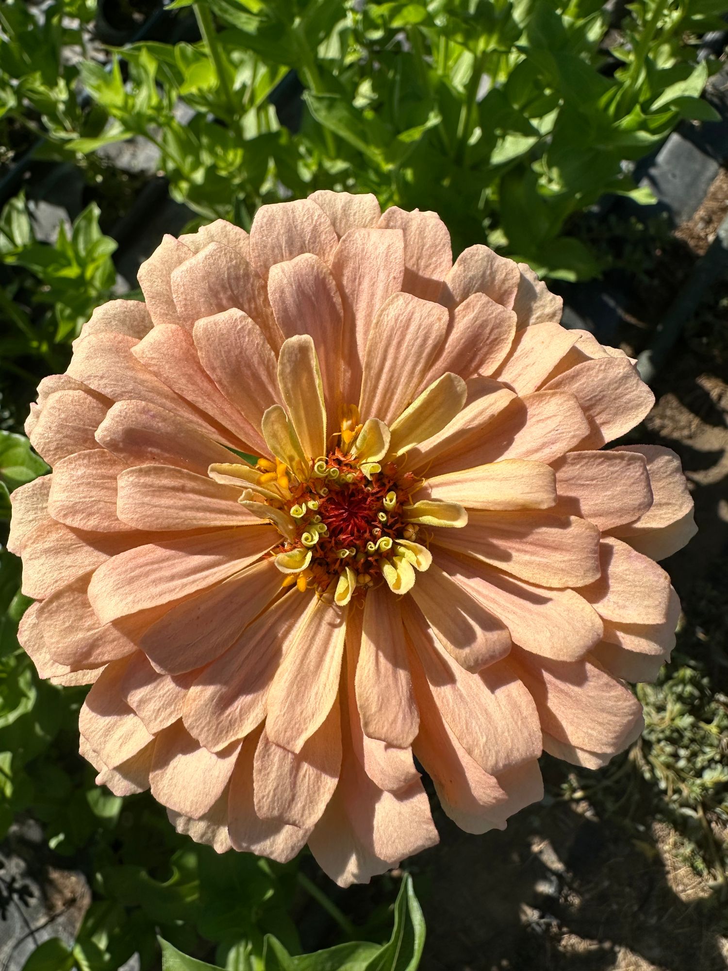 ZINNIA elegans Ballerina