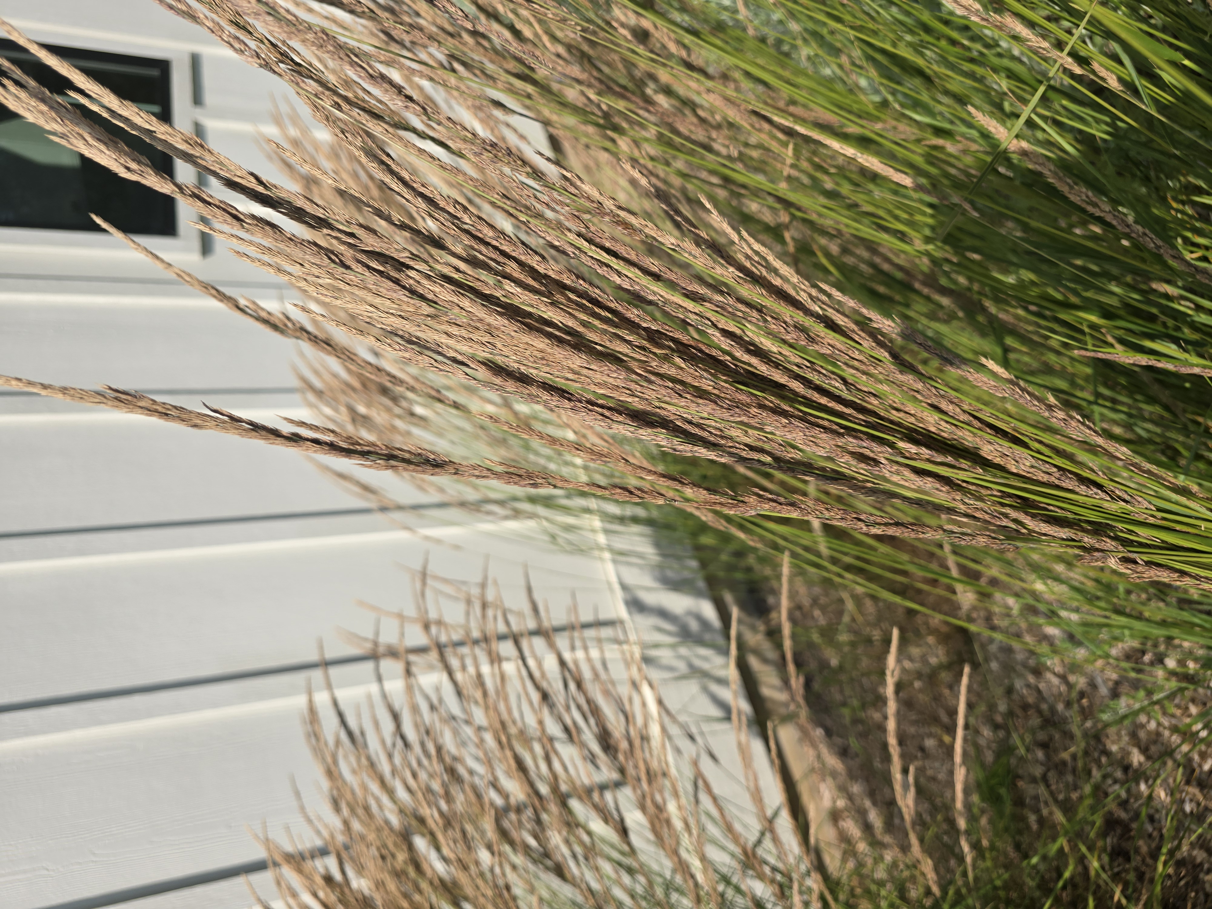 CALAMAGROSTIS x acutiflora Karl Foerster