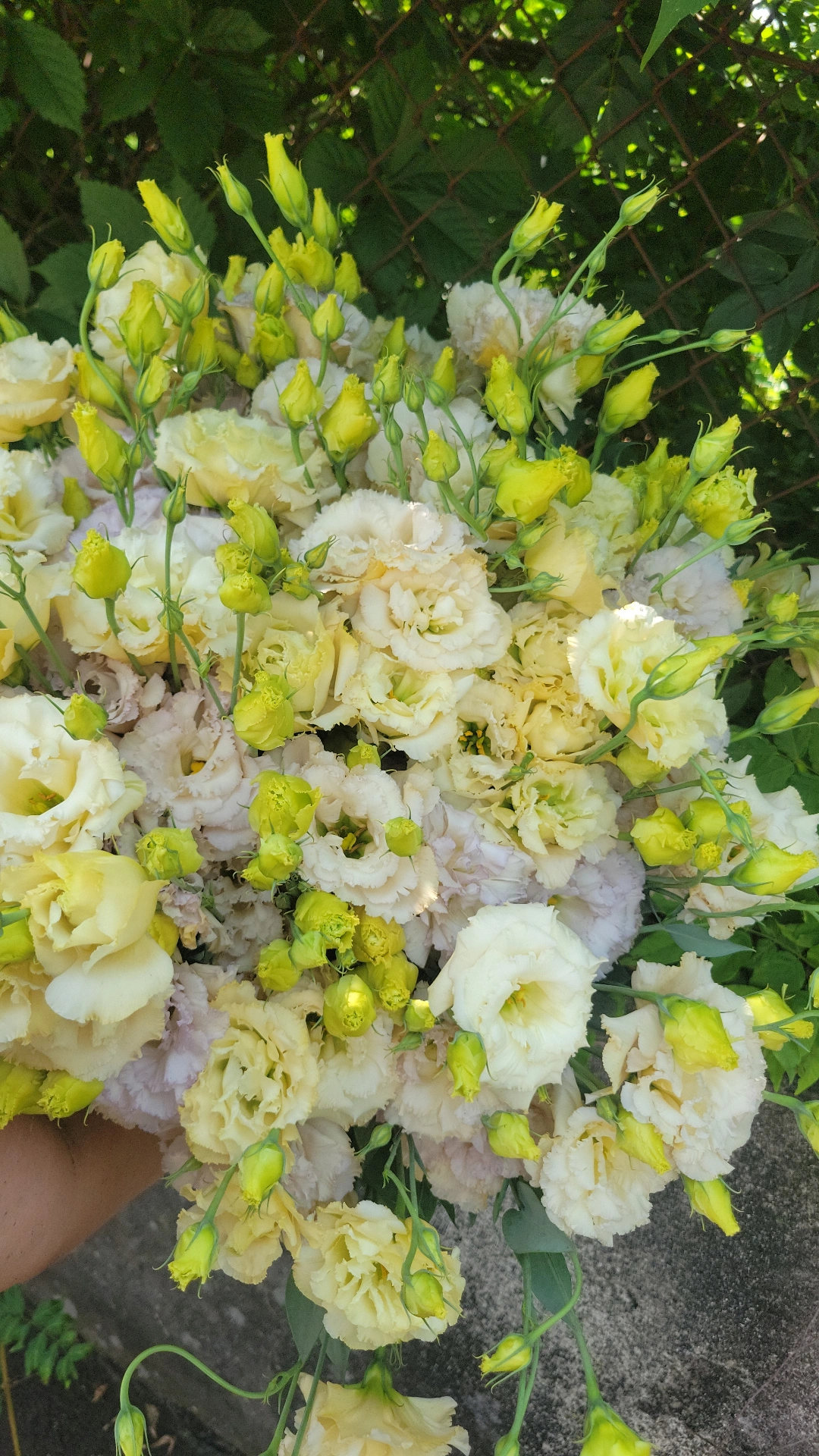 EUSTOMA grandiflorum Blue Chateau