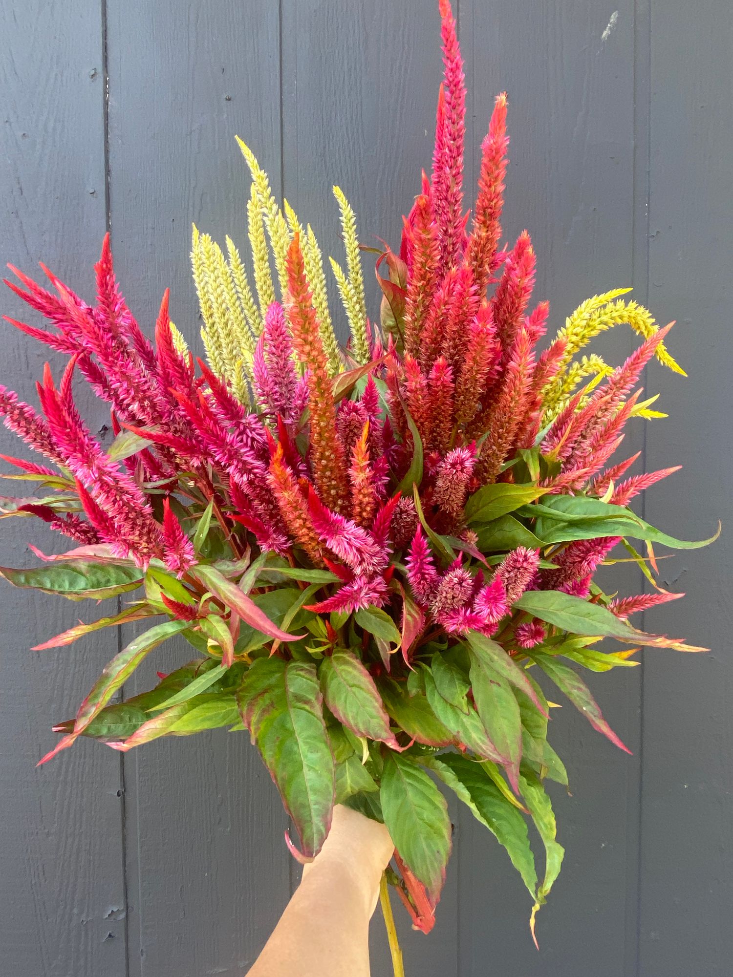 CELOSIA argentea var. plumosa Pampas Plume