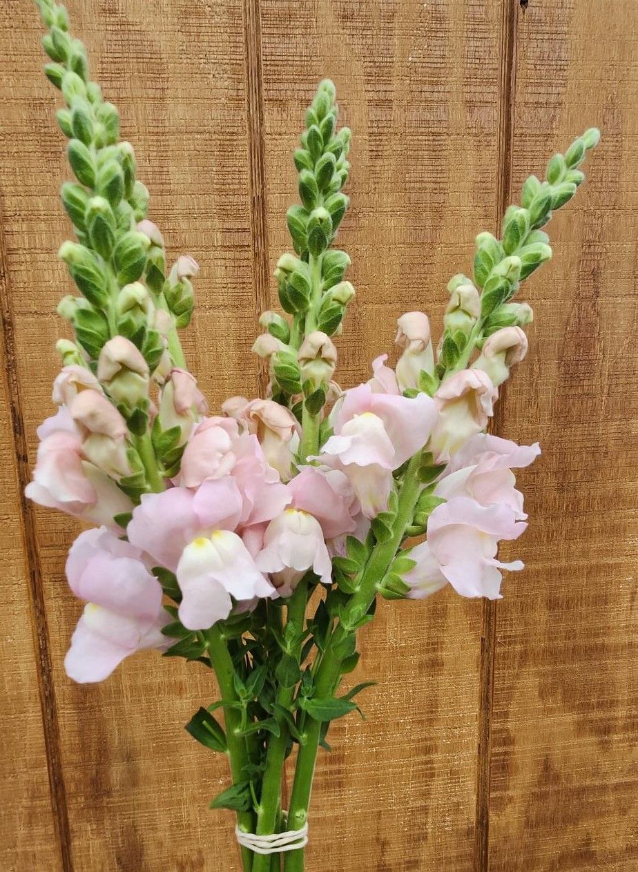 ANTIRRHINUM majus Avignon Pink II