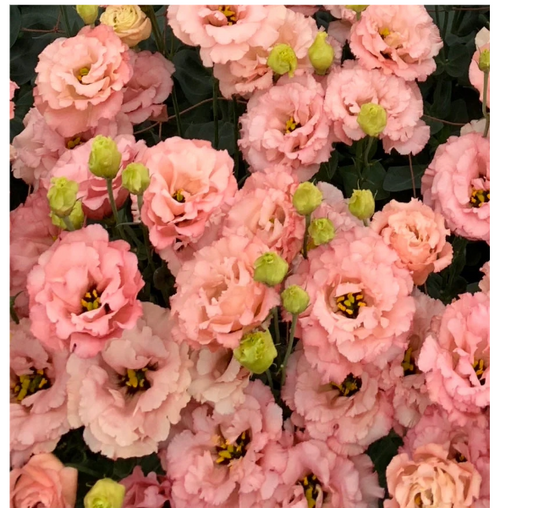 EUSTOMA grandiflorum Celeb Honey Pink