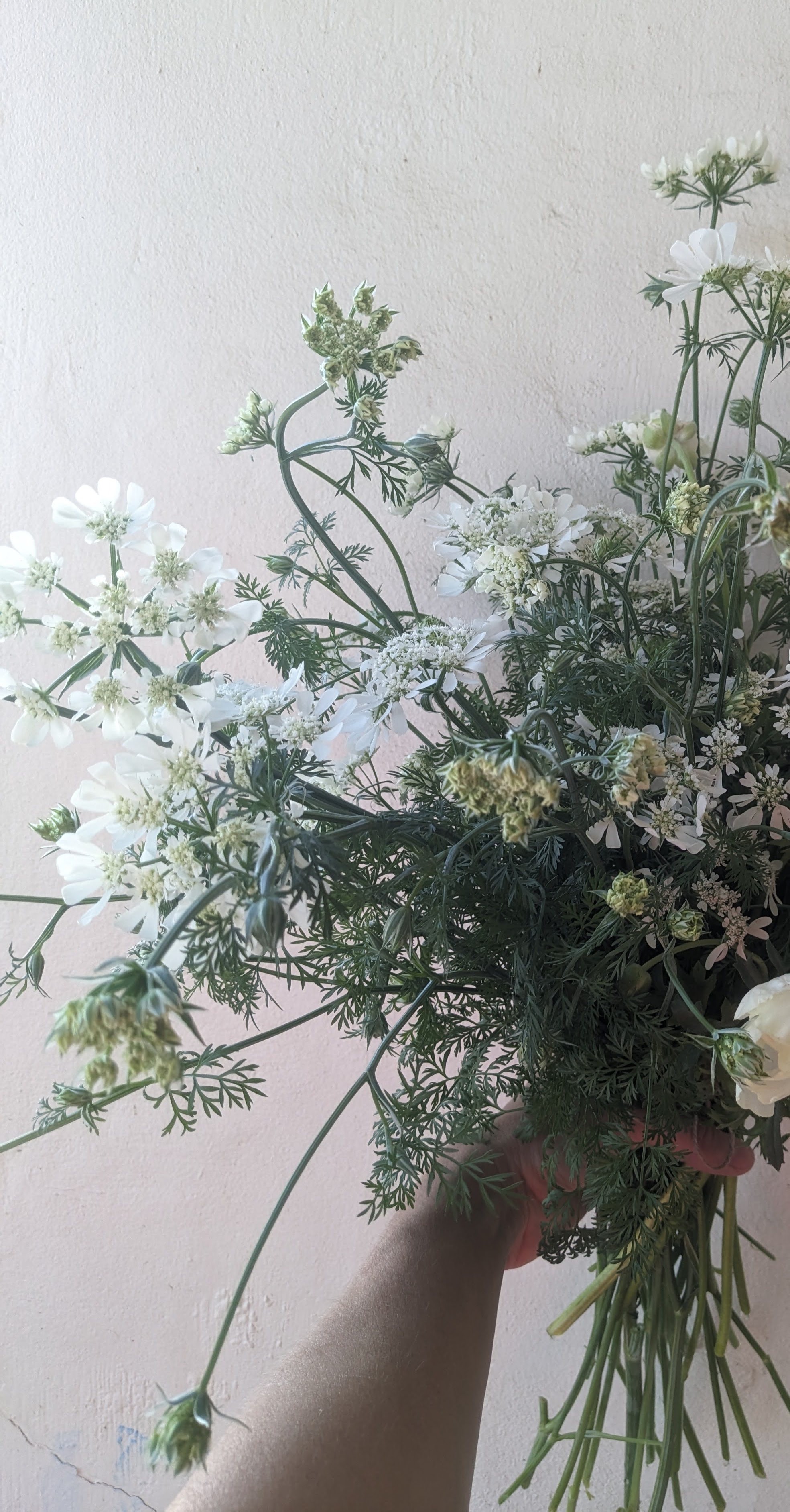 ORLAYA grandiflora