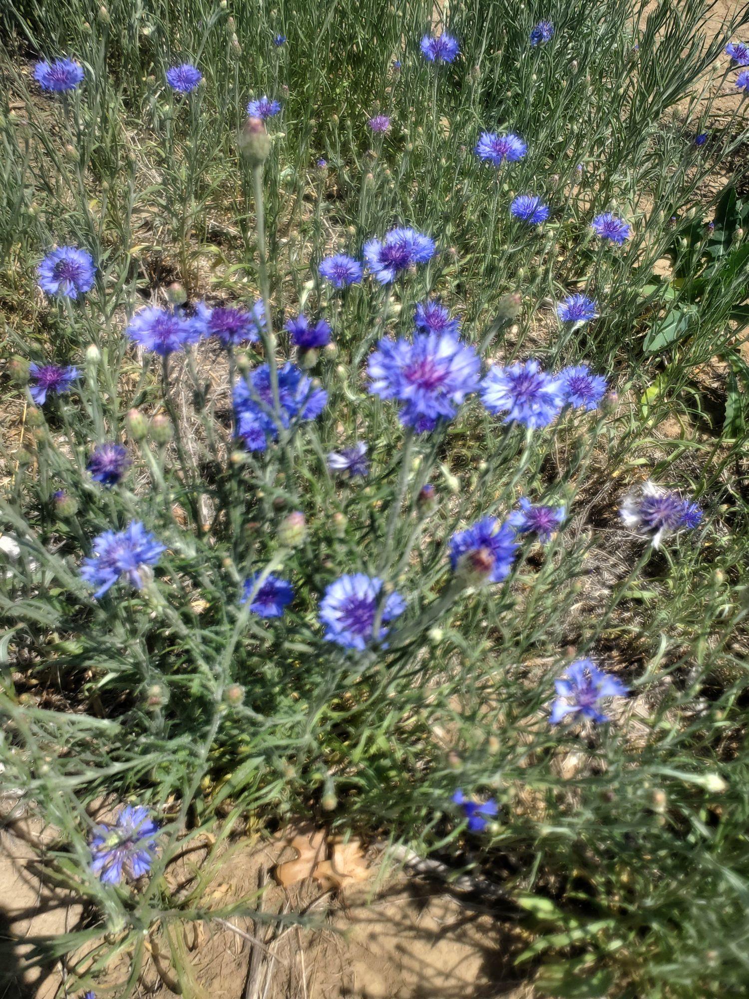 CENTAUREA cyanus Choice Mix