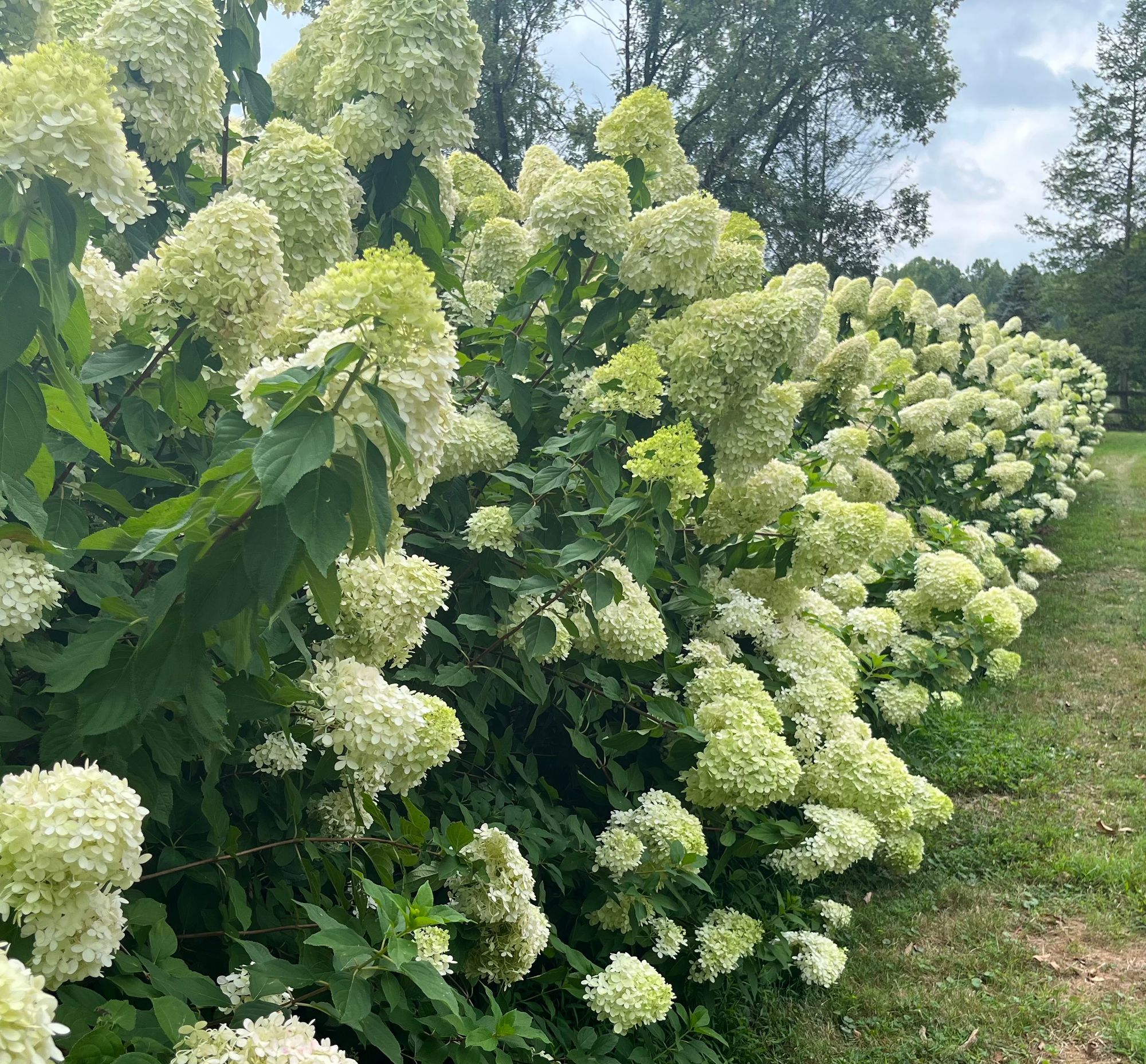 HYDRANGEA paniculata Limelight