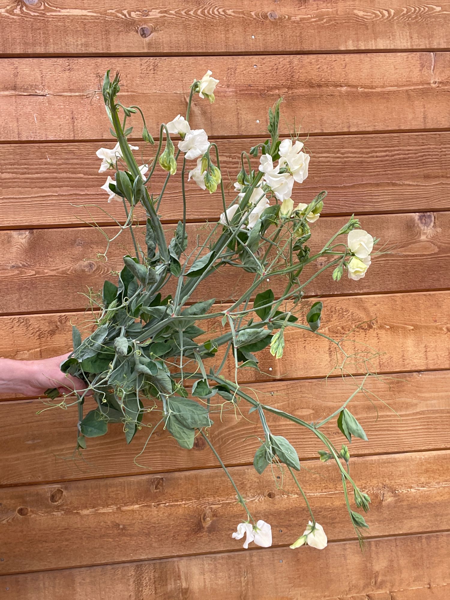 LATHYRUS odoratus Spencer Ice Cream