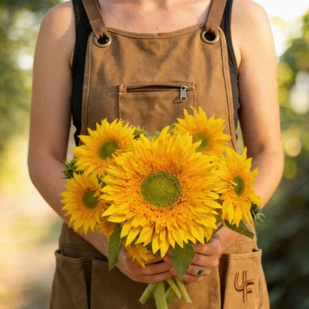HELIANTHUS Starburst Panache