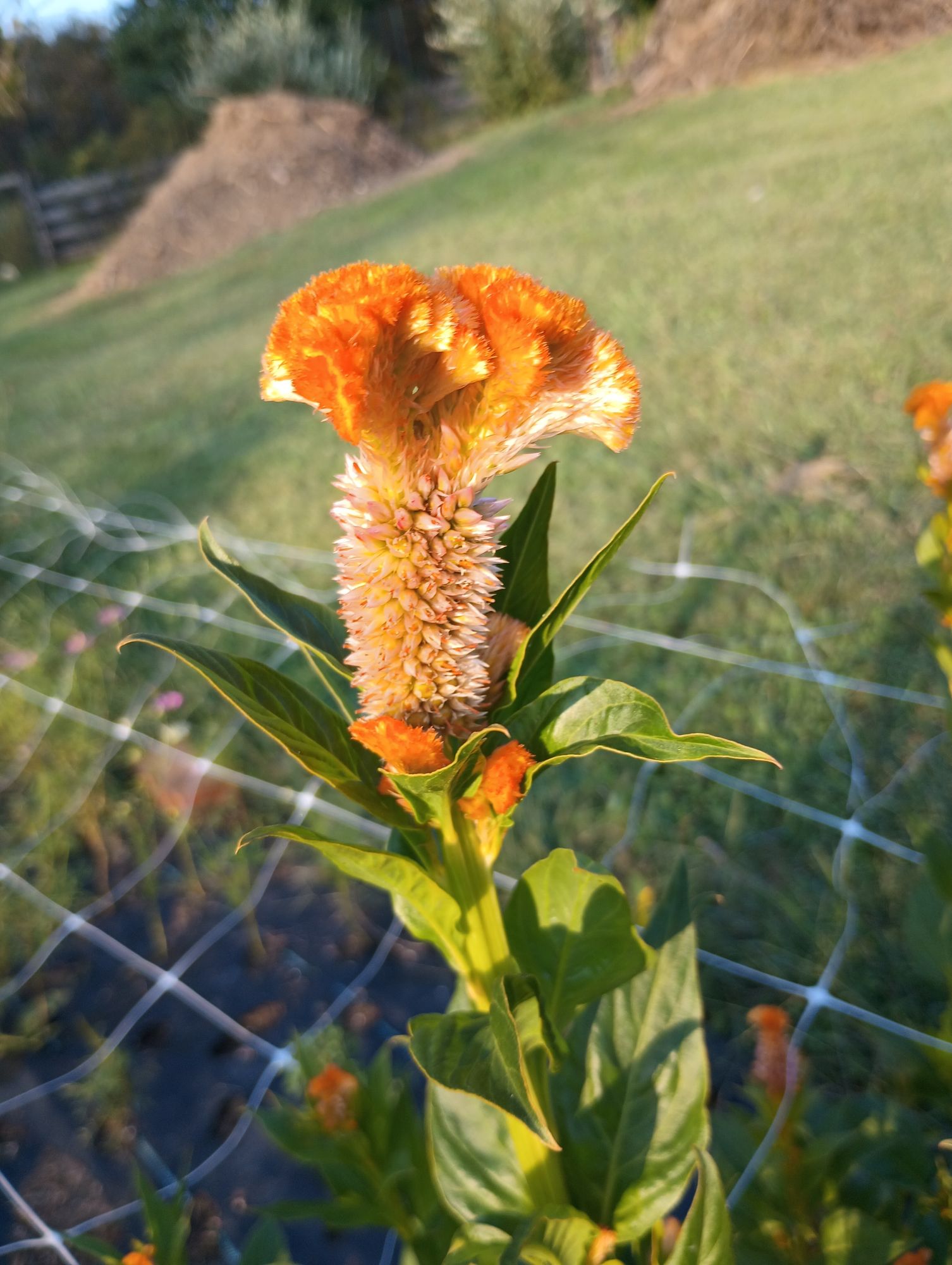 CELOSIA argentea var. cristata
