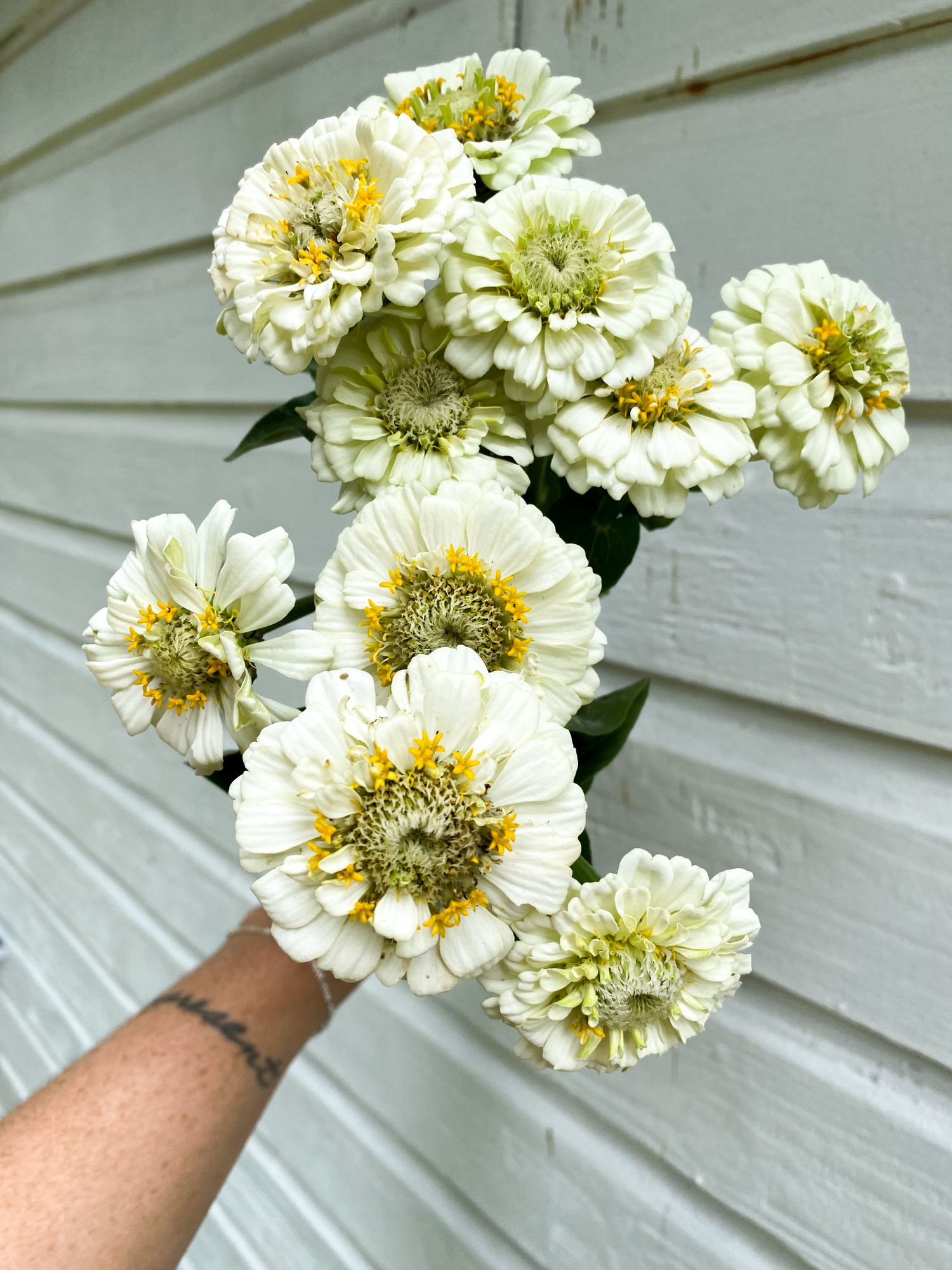 ZINNIA elegans Oklahoma Series