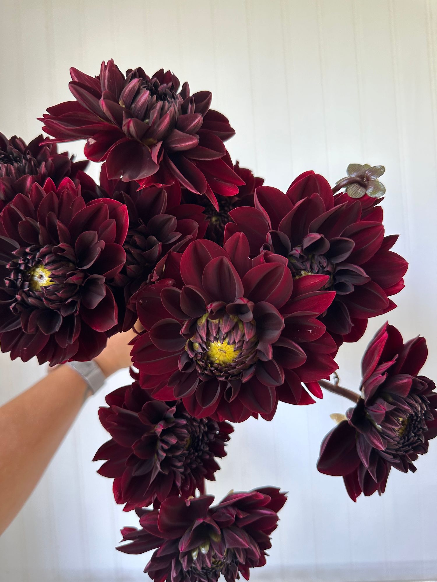 DAHLIA Manoa