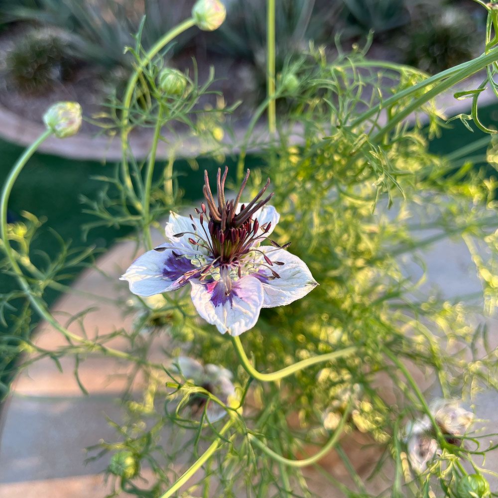 NIGELLA papillosa Delft Blue