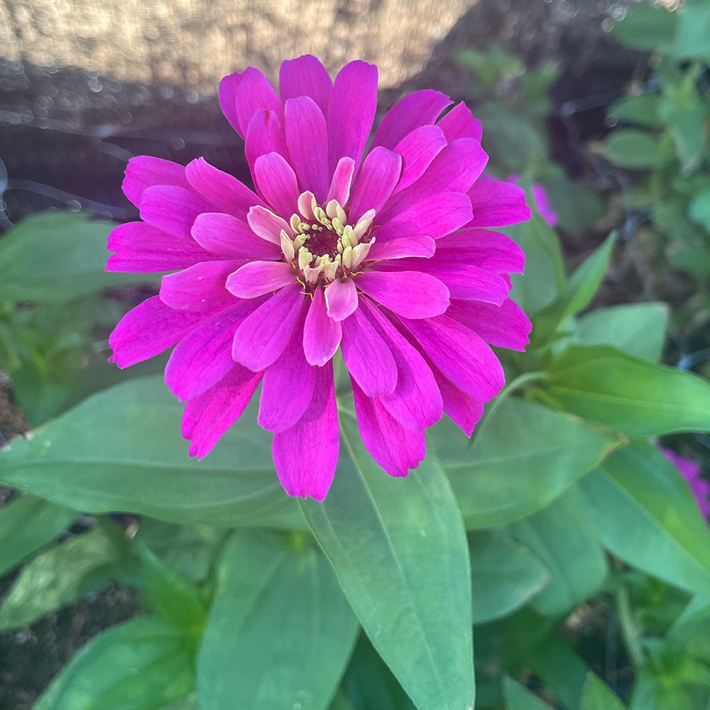 ZINNIA elegans Uproar