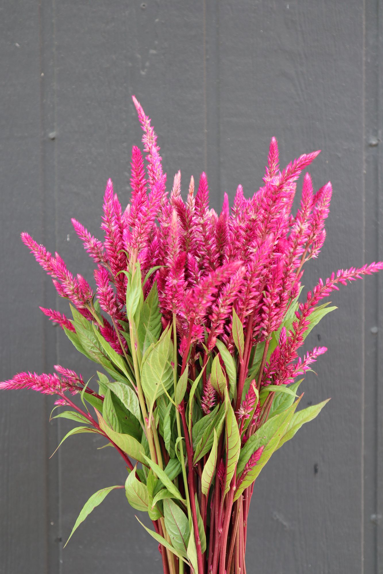 CELOSIA argentea var. plumosa