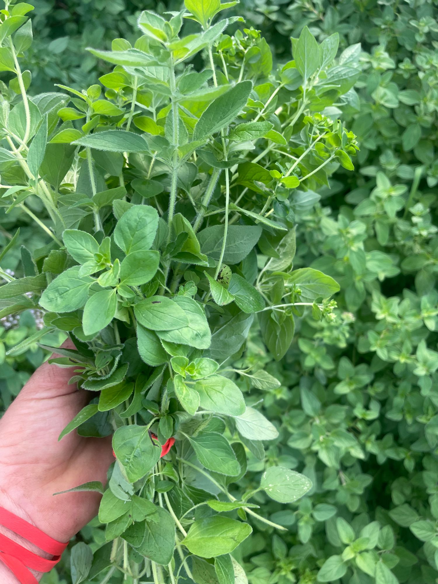 Herb, Oregano