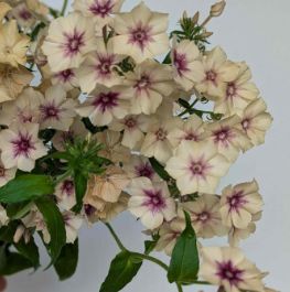 PHLOX drummondii Cherry Caramel