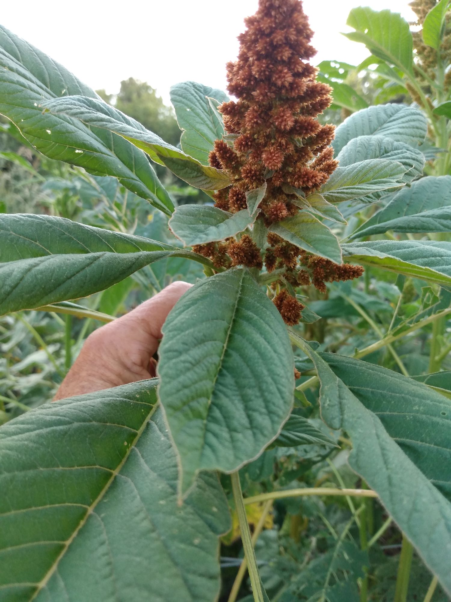 AMARANTHUS cruentus Autumn Touch