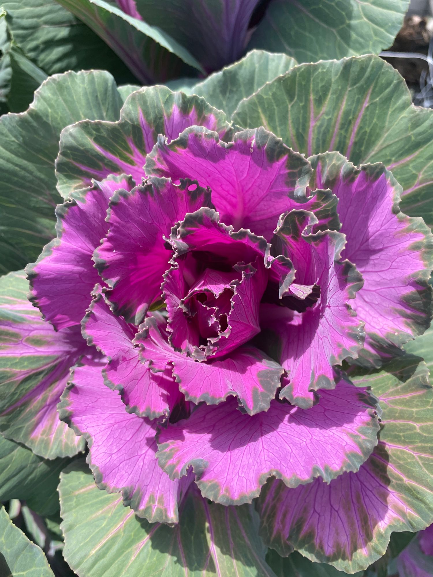 BRASSICA oleracea Crane Pink