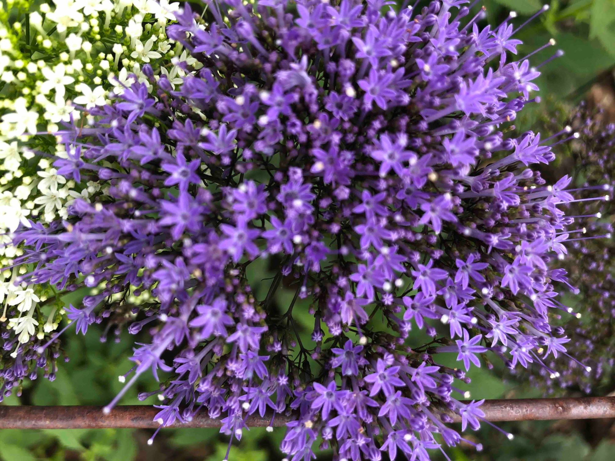 TRACHELIUM caeruleum