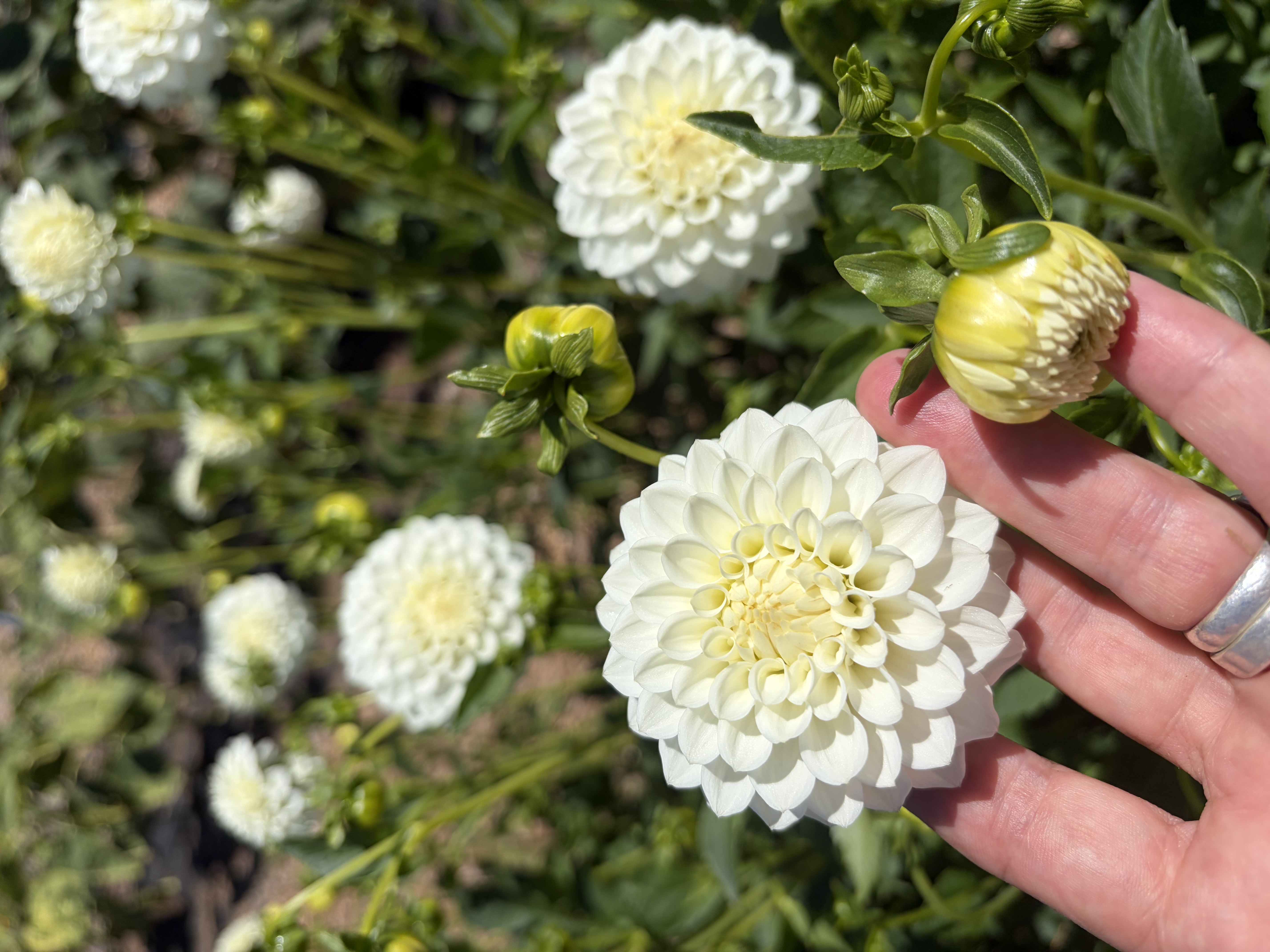DAHLIA Petra's Wedding