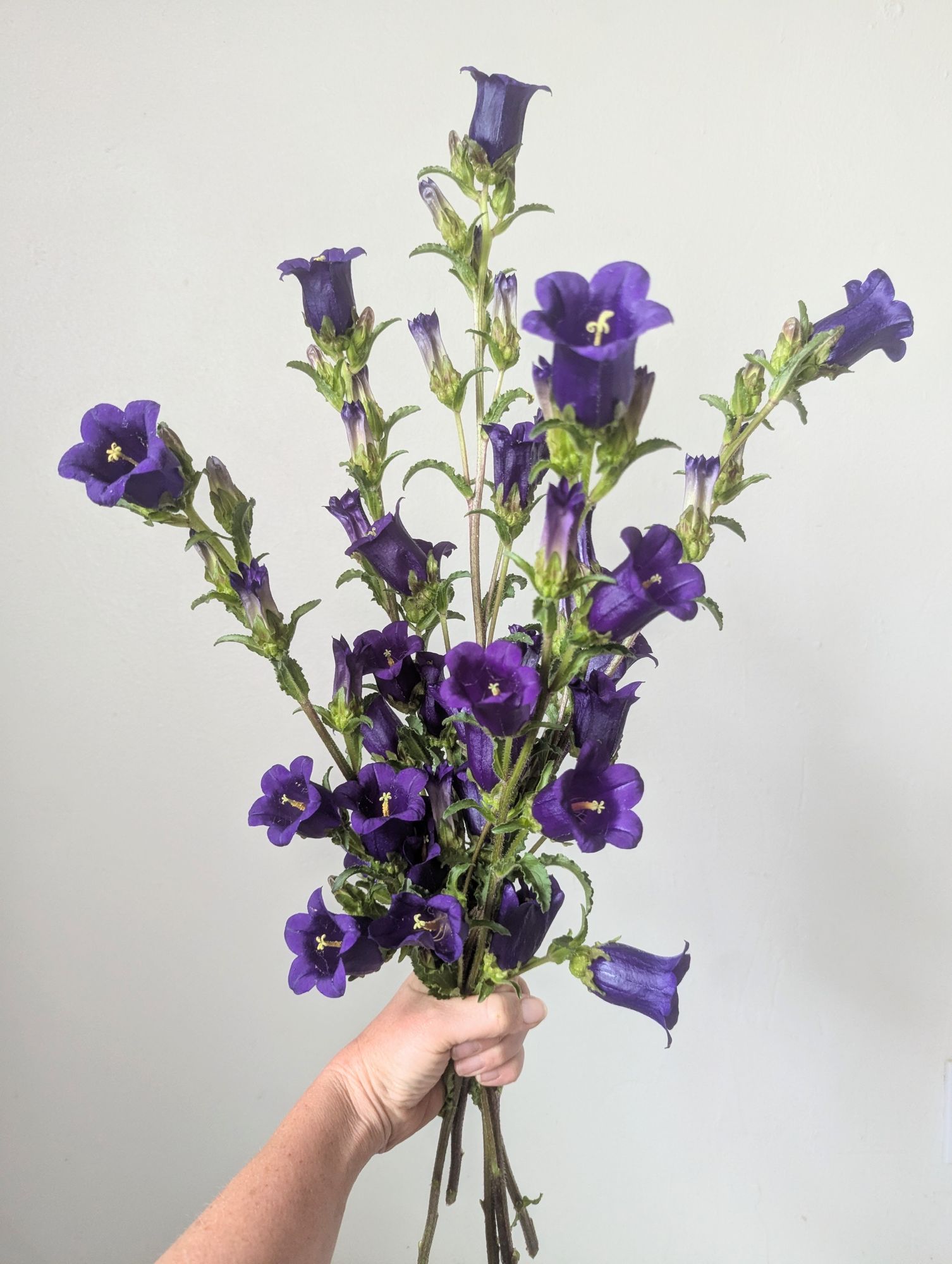 CAMPANULA medium Champion