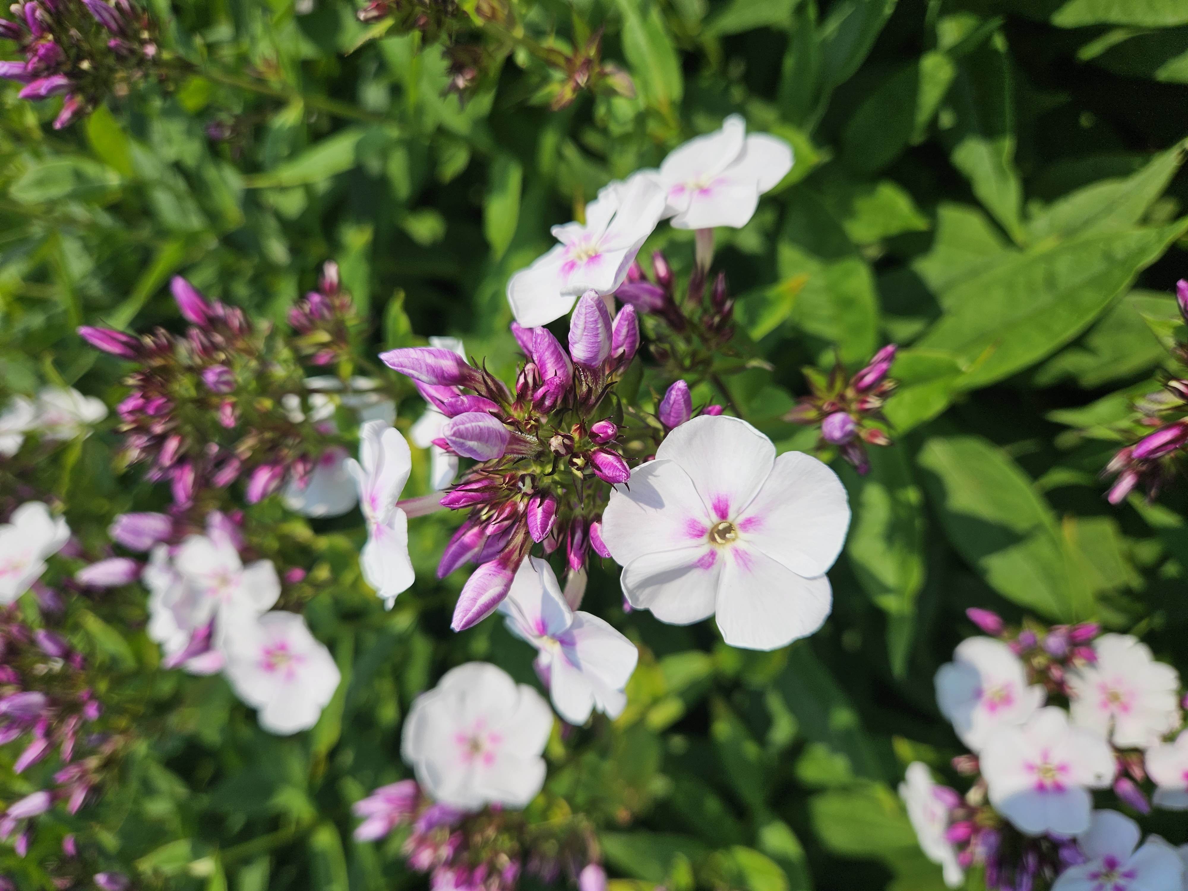 PHLOX paniculata