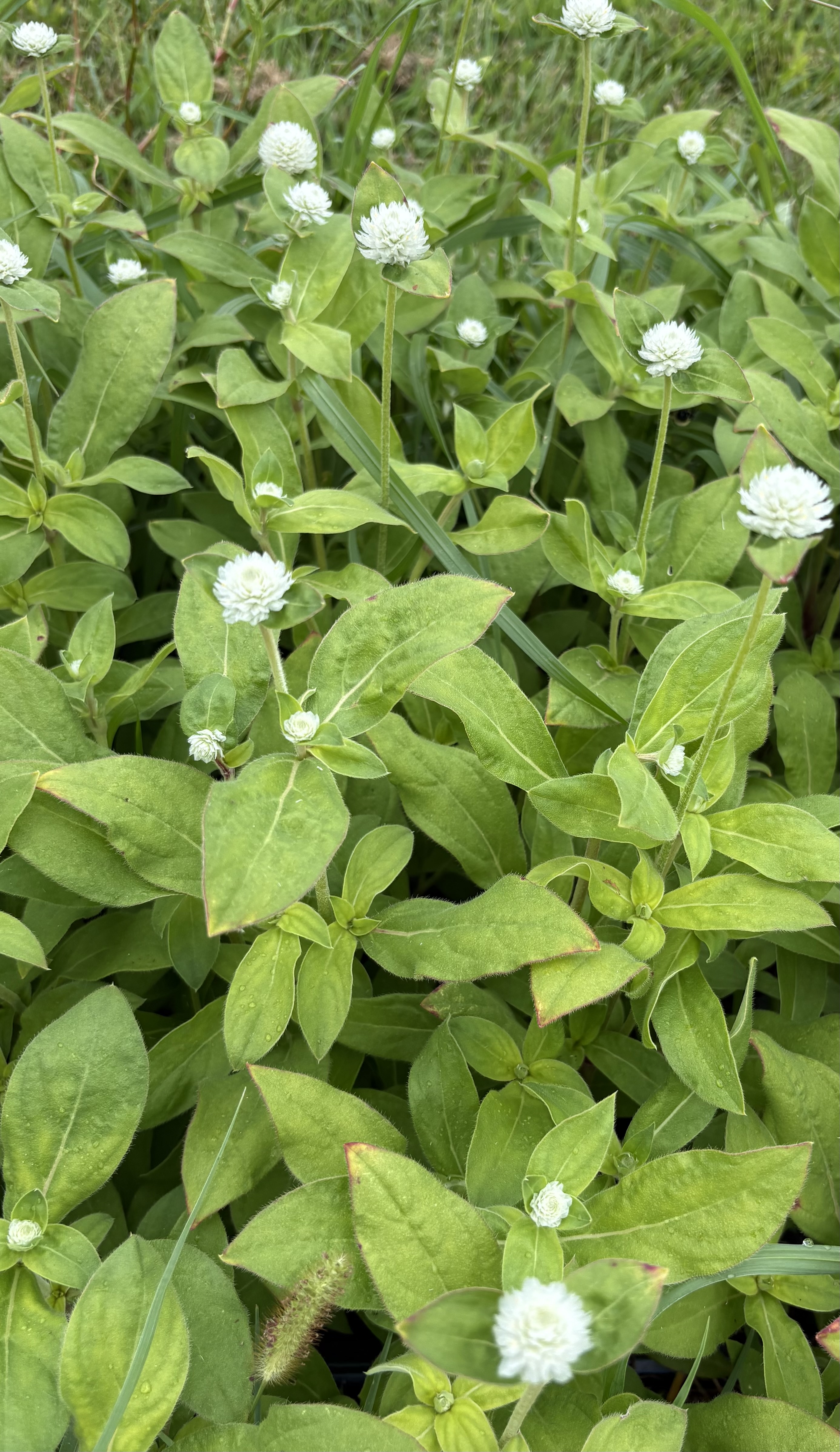 GOMPHRENA globosa Audray