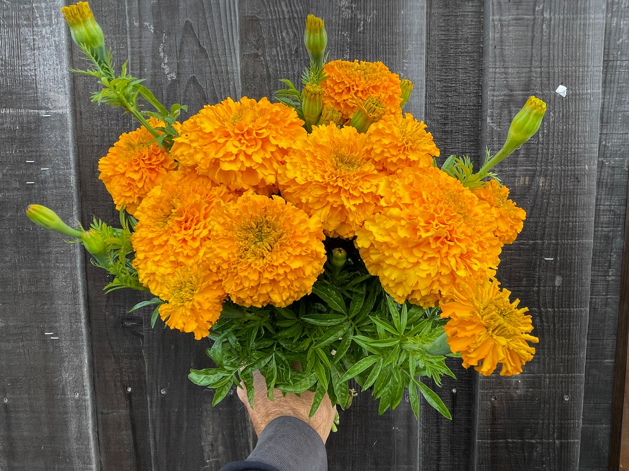 TAGETES erecta Coco