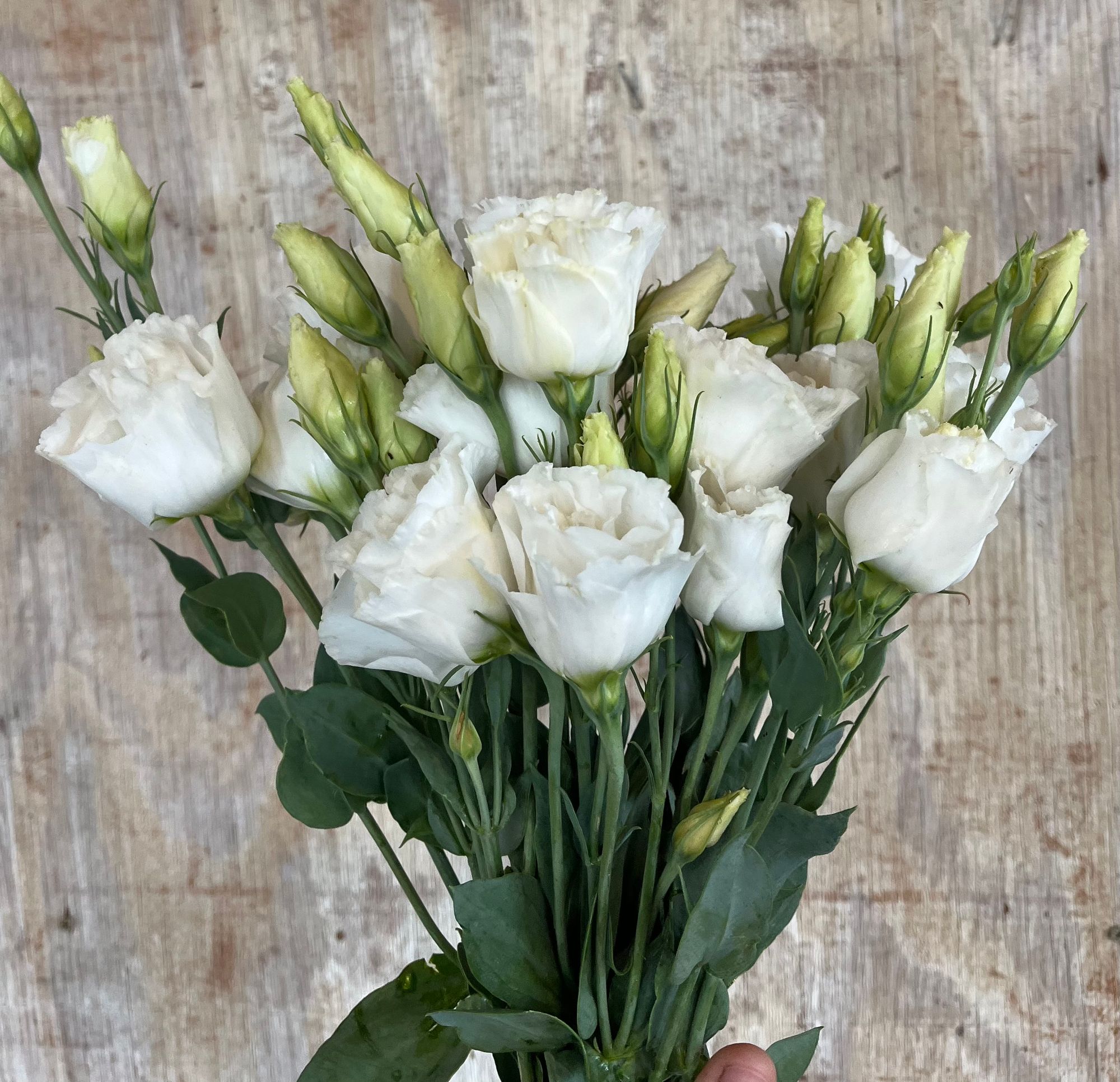 EUSTOMA grandiflorum Arena
