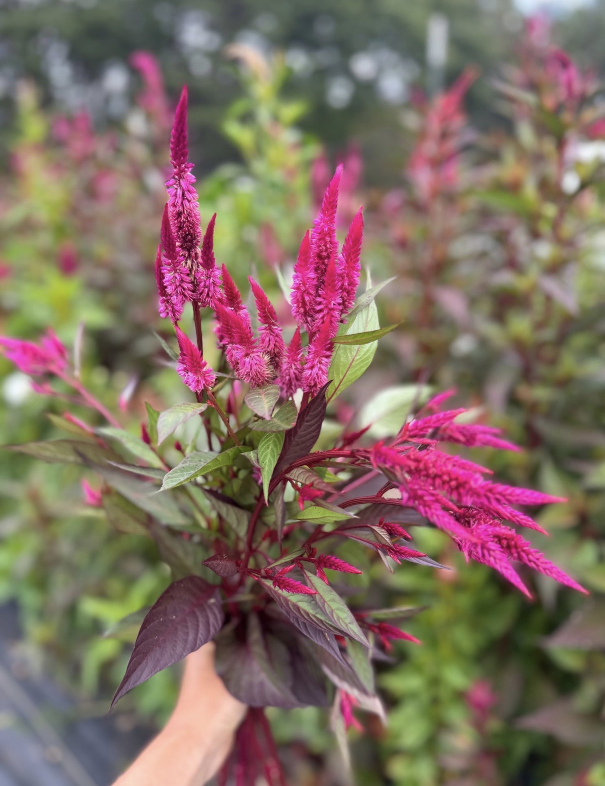 CELOSIA argentea spicata