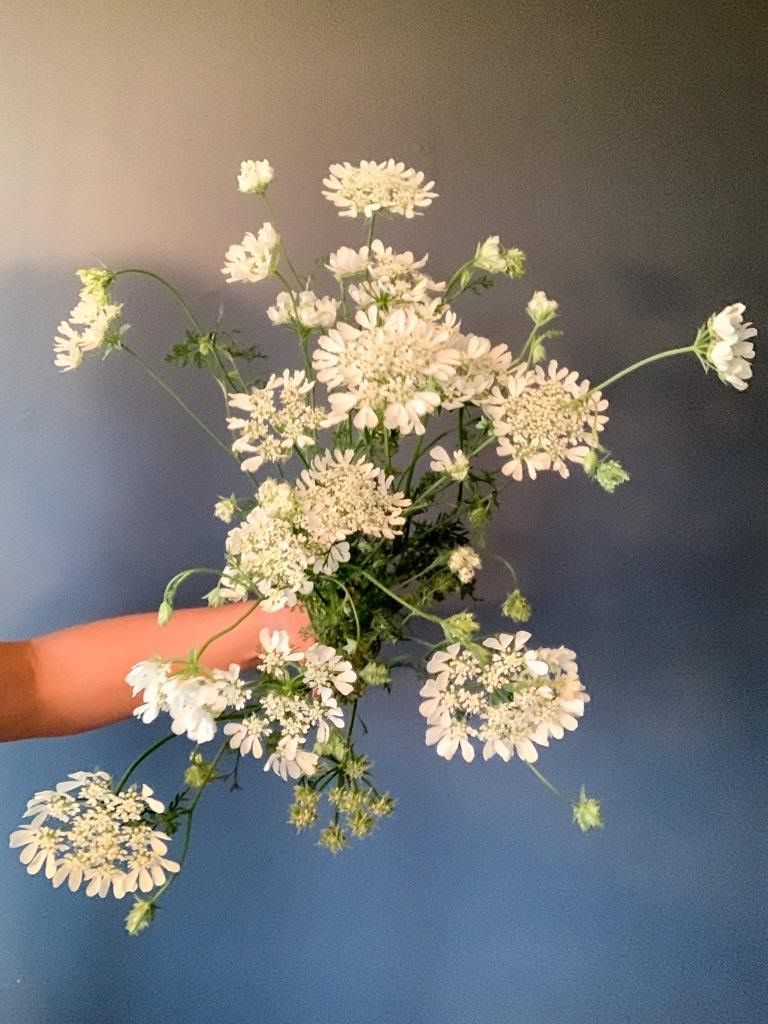ORLAYA grandiflora