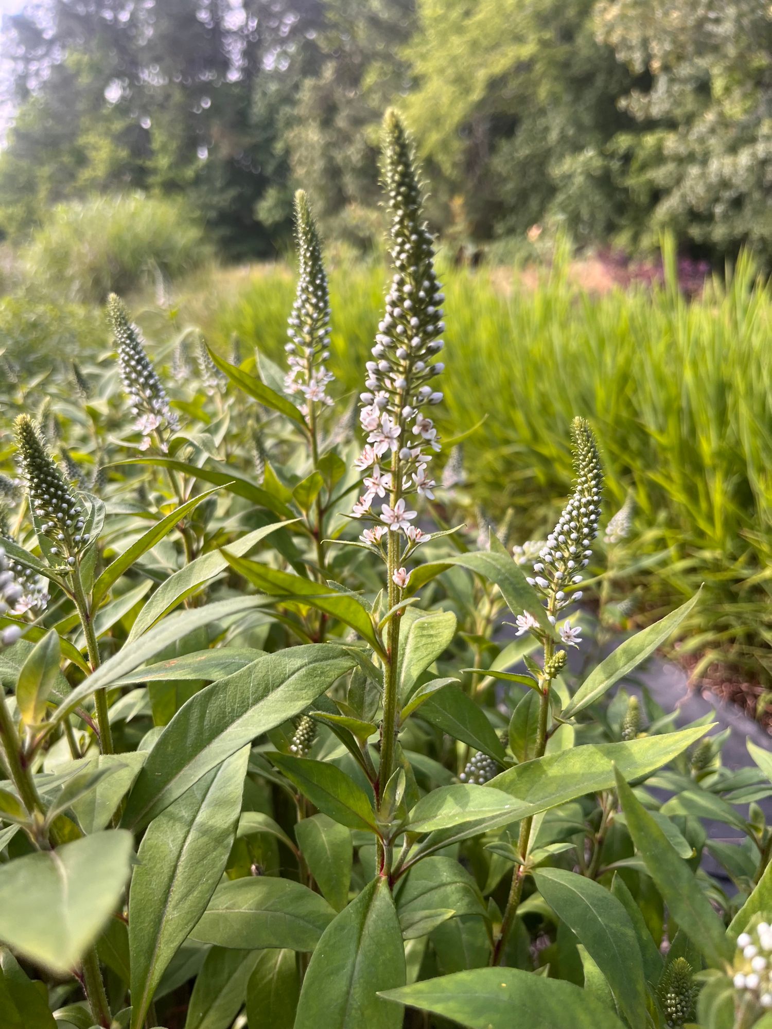 LYSIMACHIA clethroides