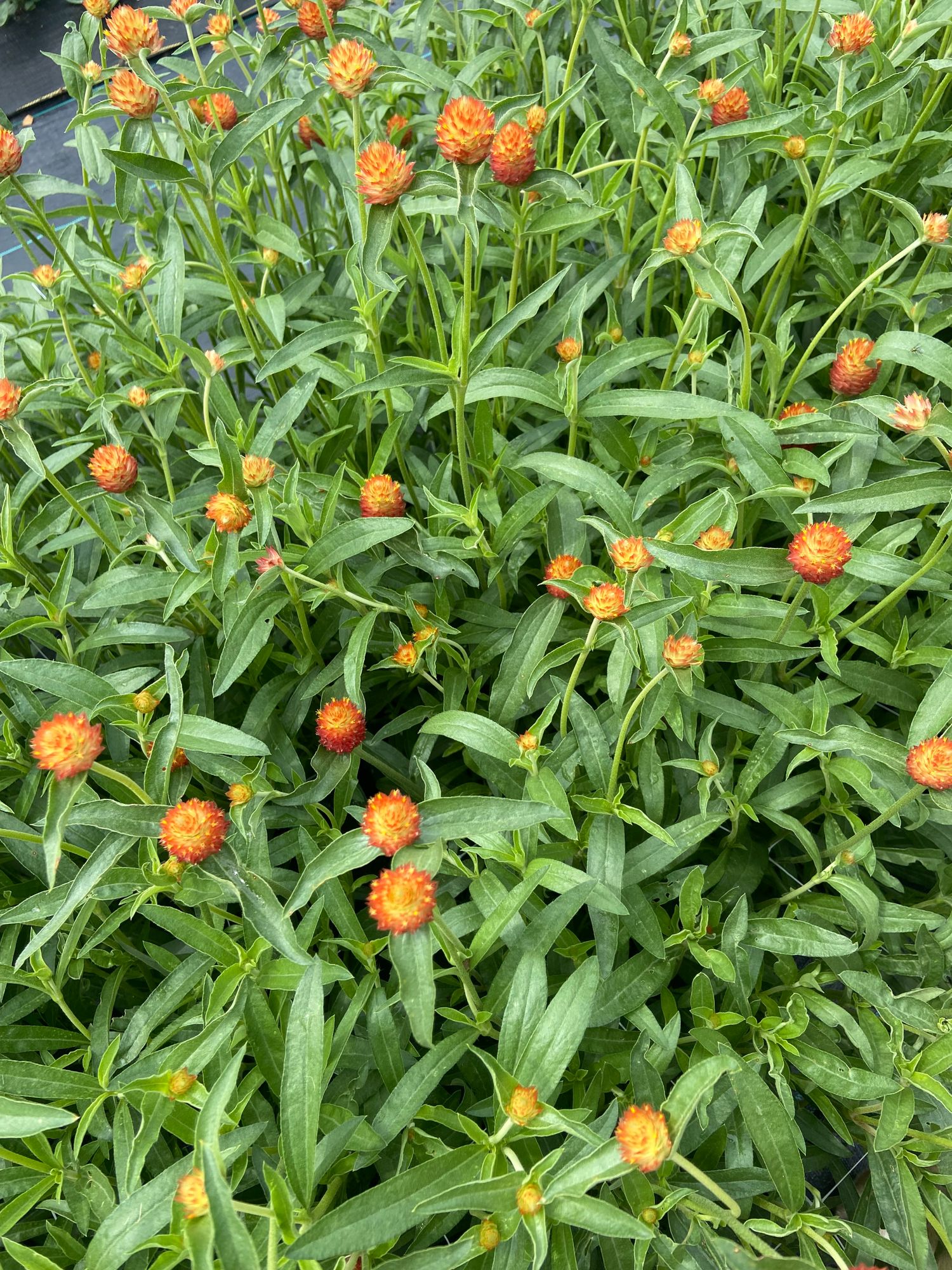 GOMPHRENA haageana QIS