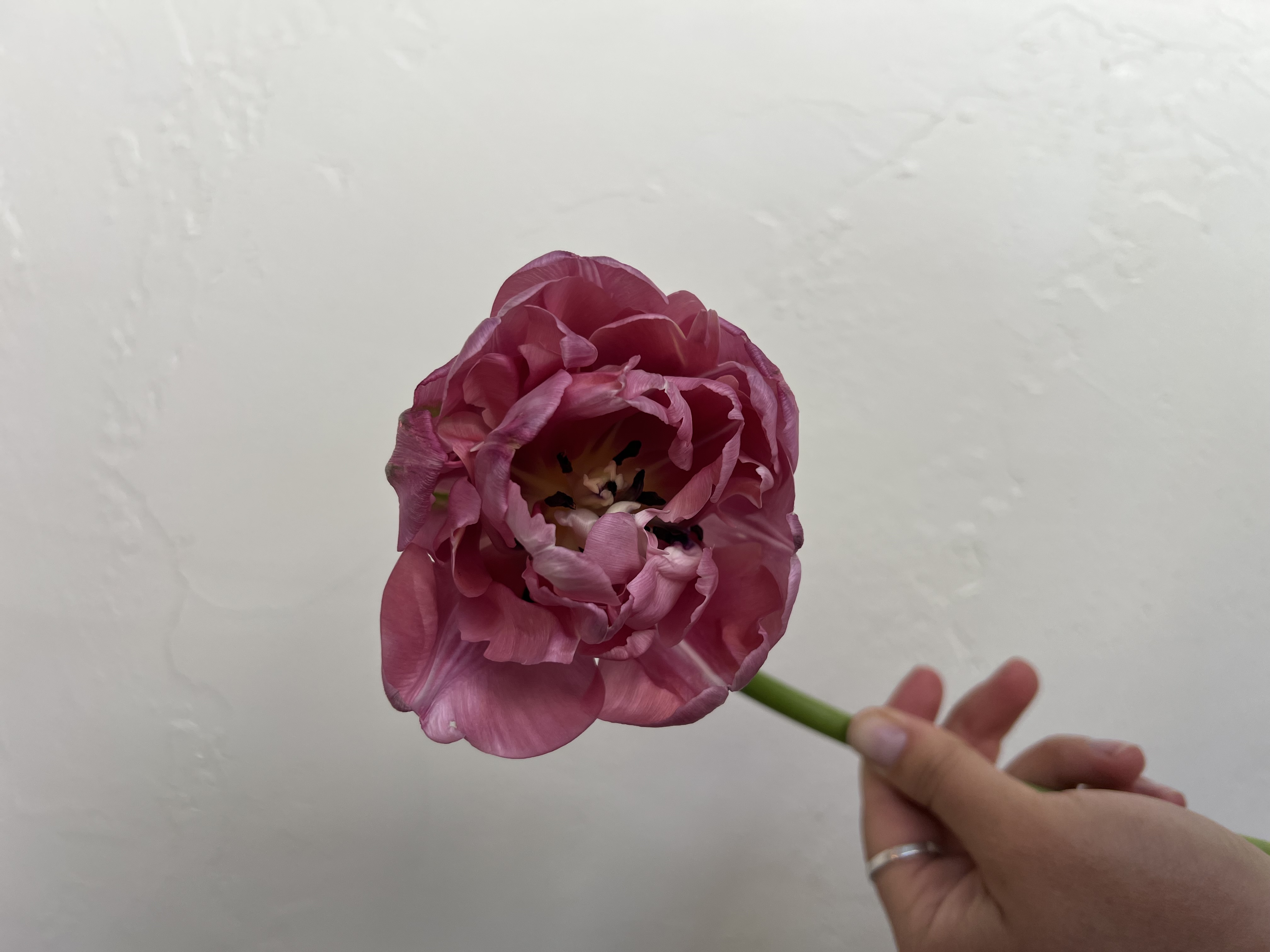 TULIPA Amazing Grace